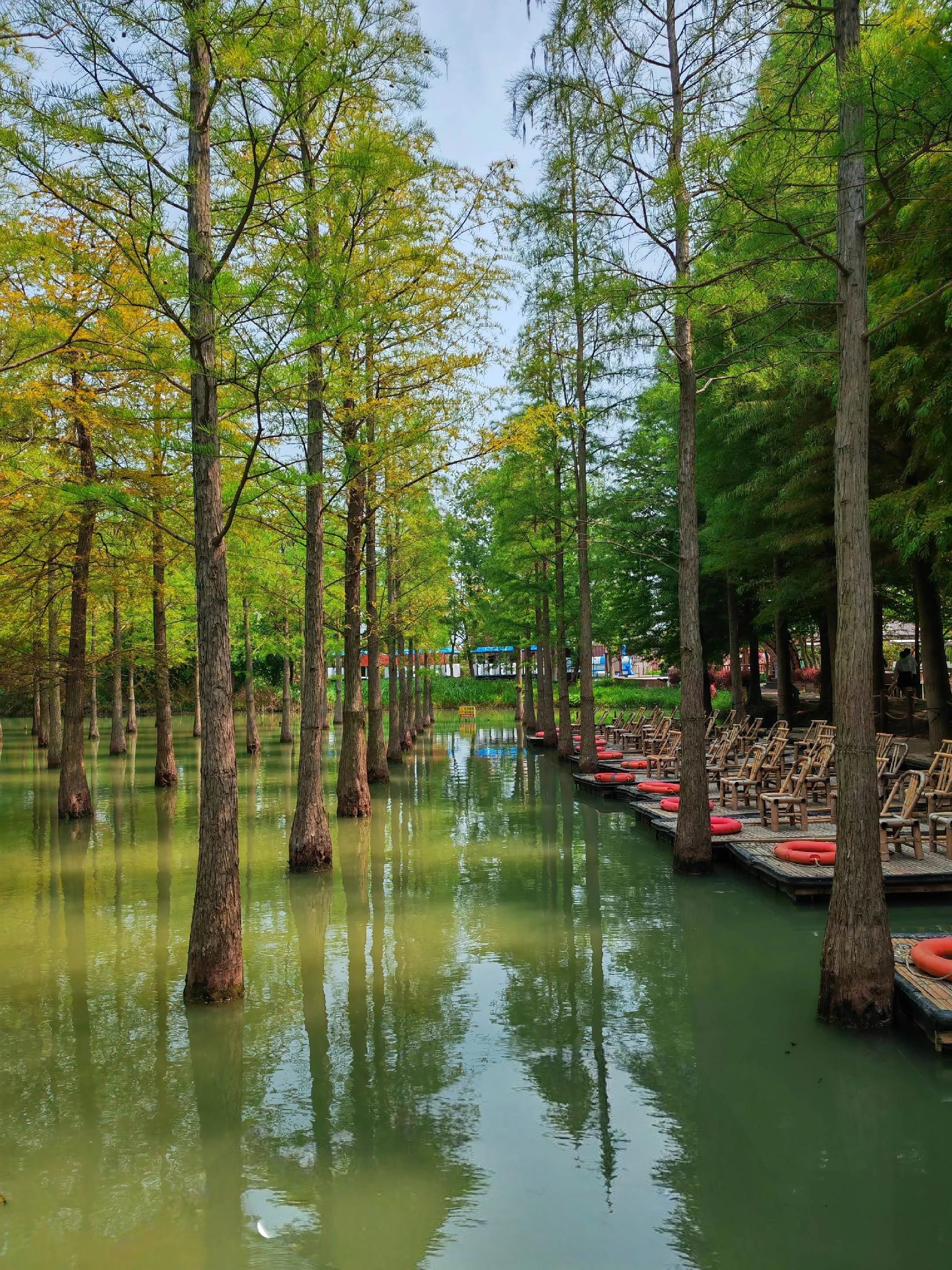 洪泽湖湿地景区-水上森林