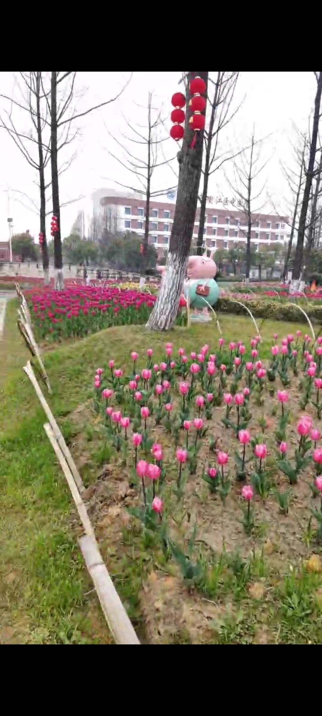 凤凰湖公园旅行图片 3