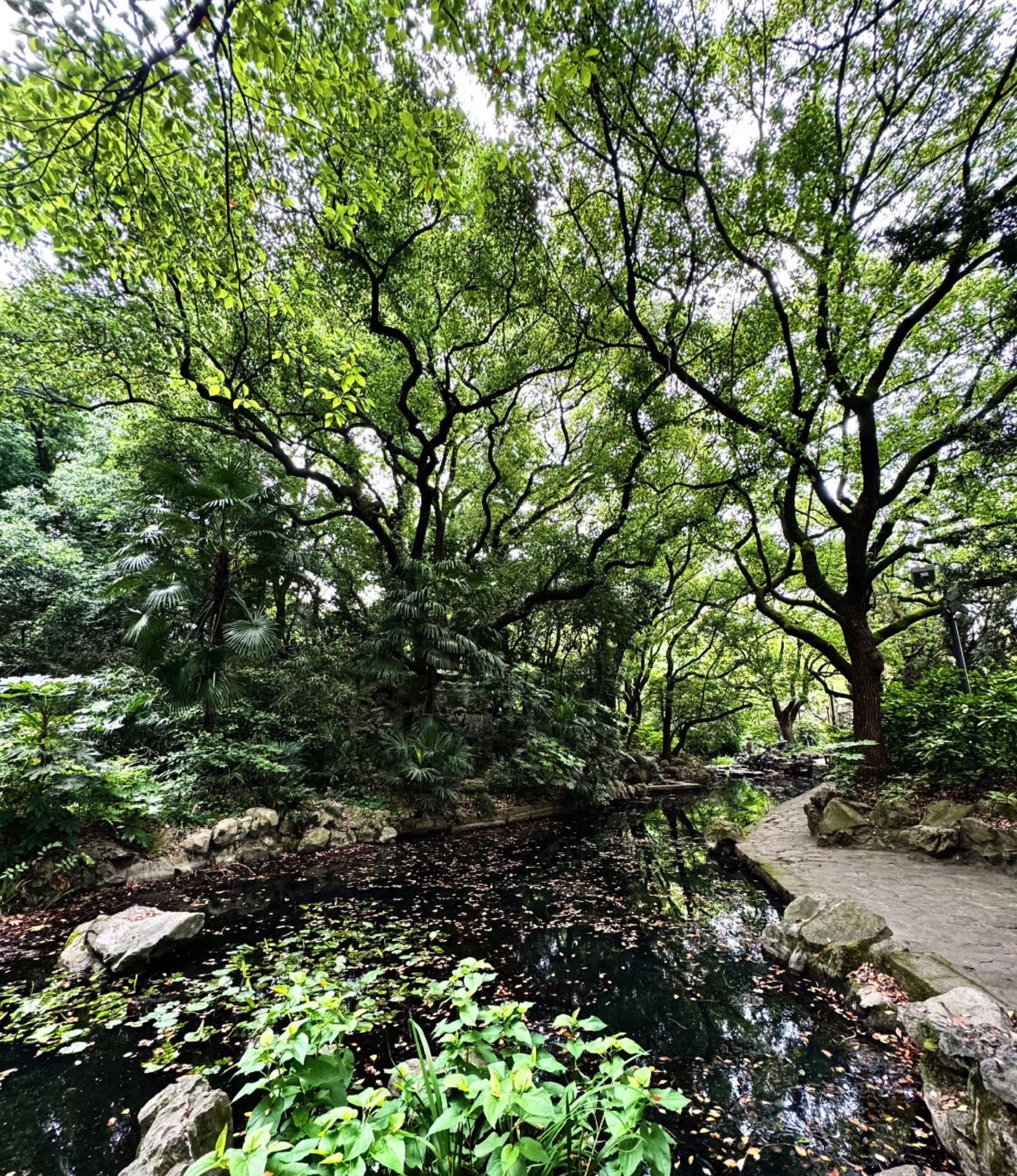凤凰湖公园旅行图片 1