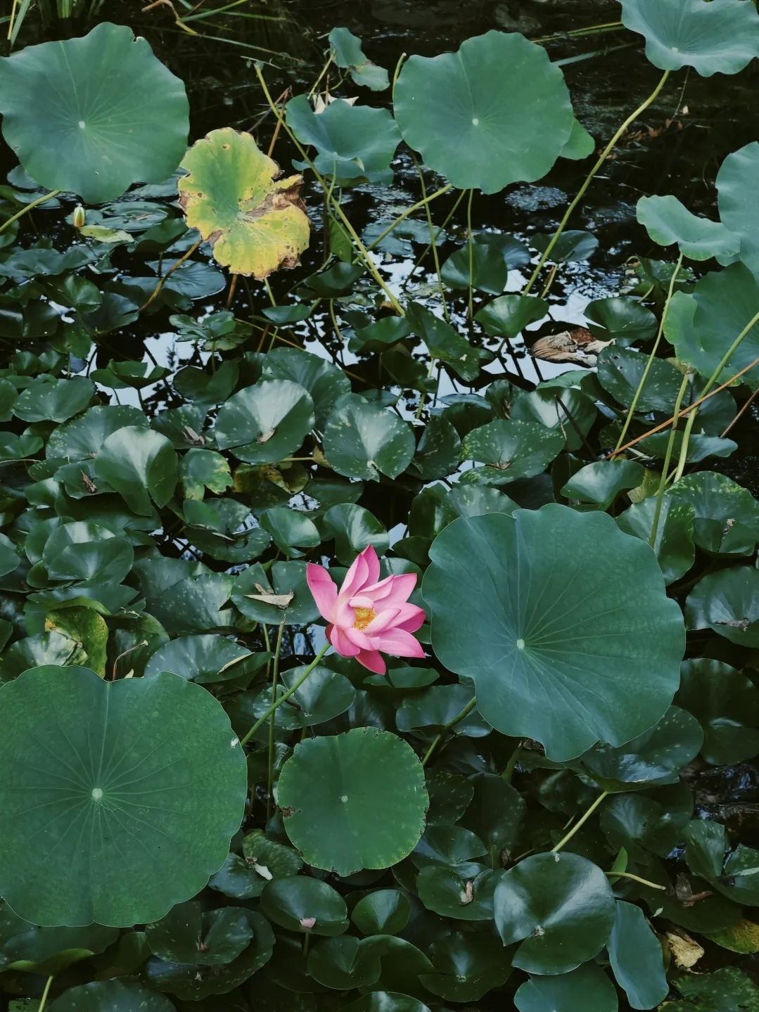 莲花公园旅行图片 1