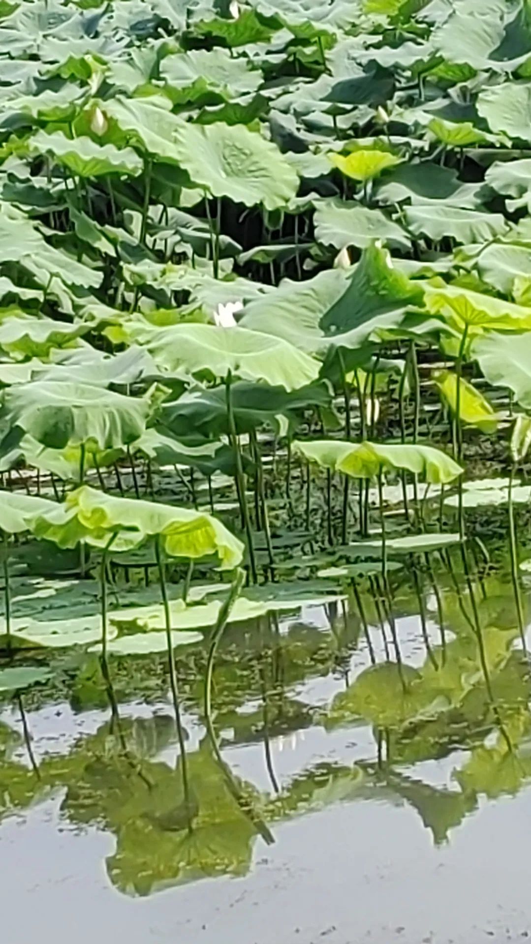 莲花公园旅行图片 3