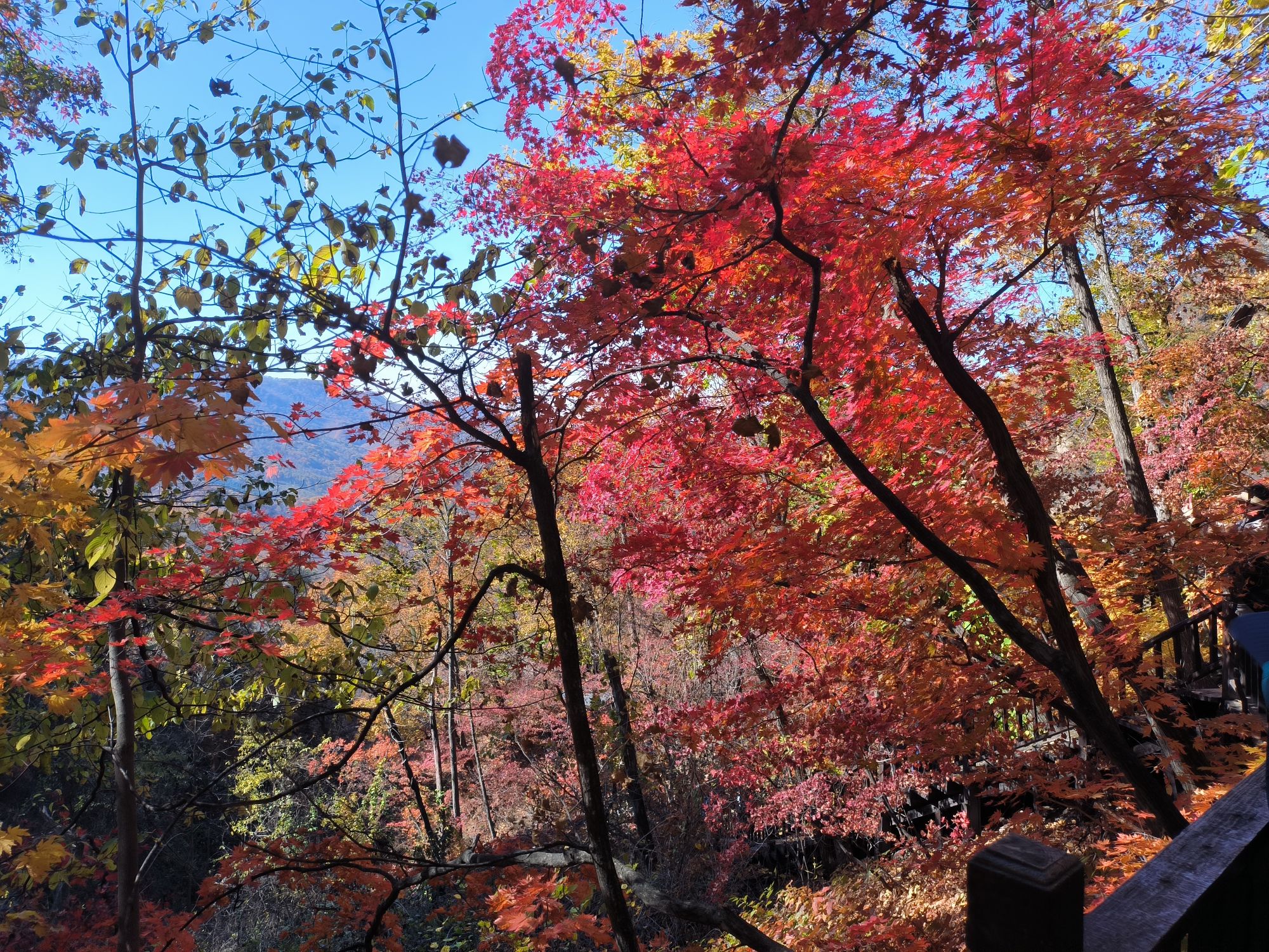天女山森林公园旅行图片 1