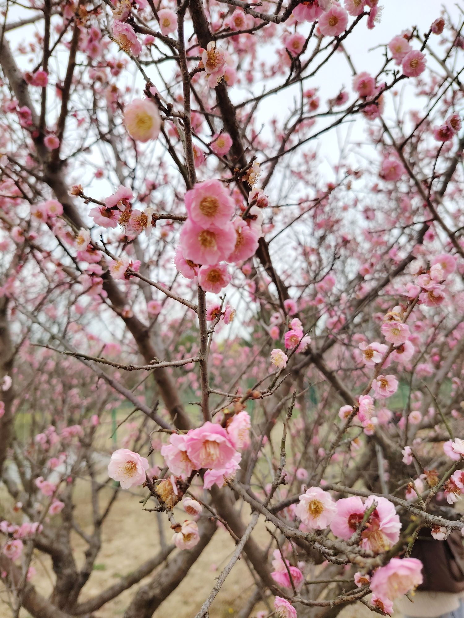 南湖湿地公园旅行图片 2