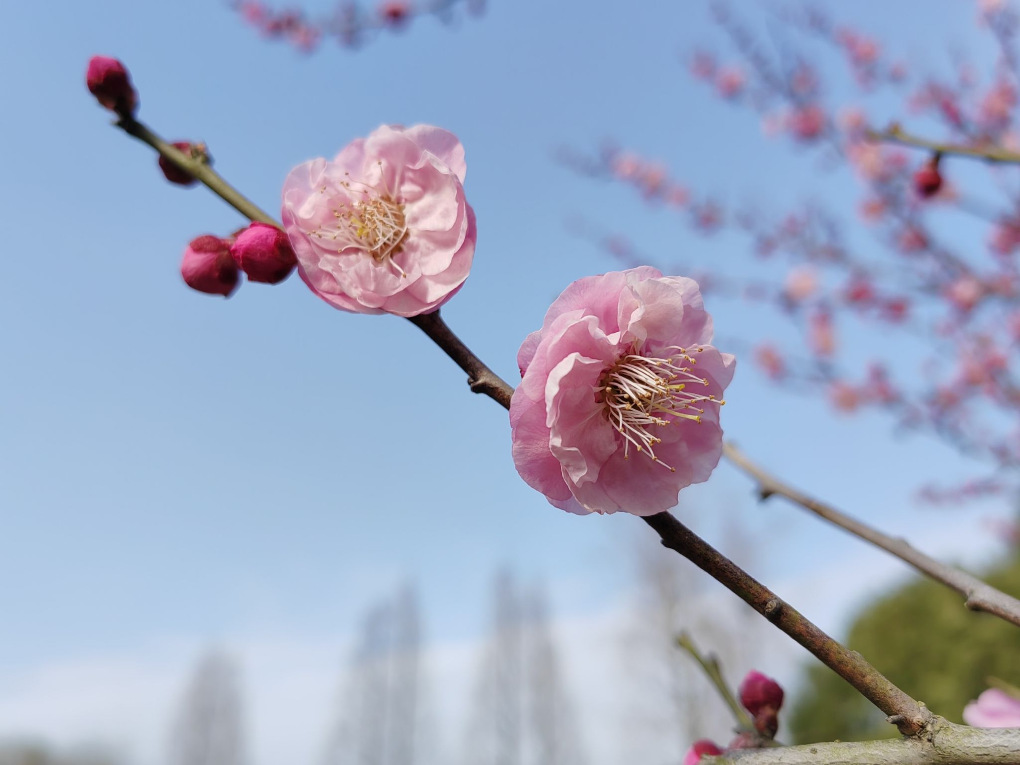 南湖湿地公园旅行图片 1