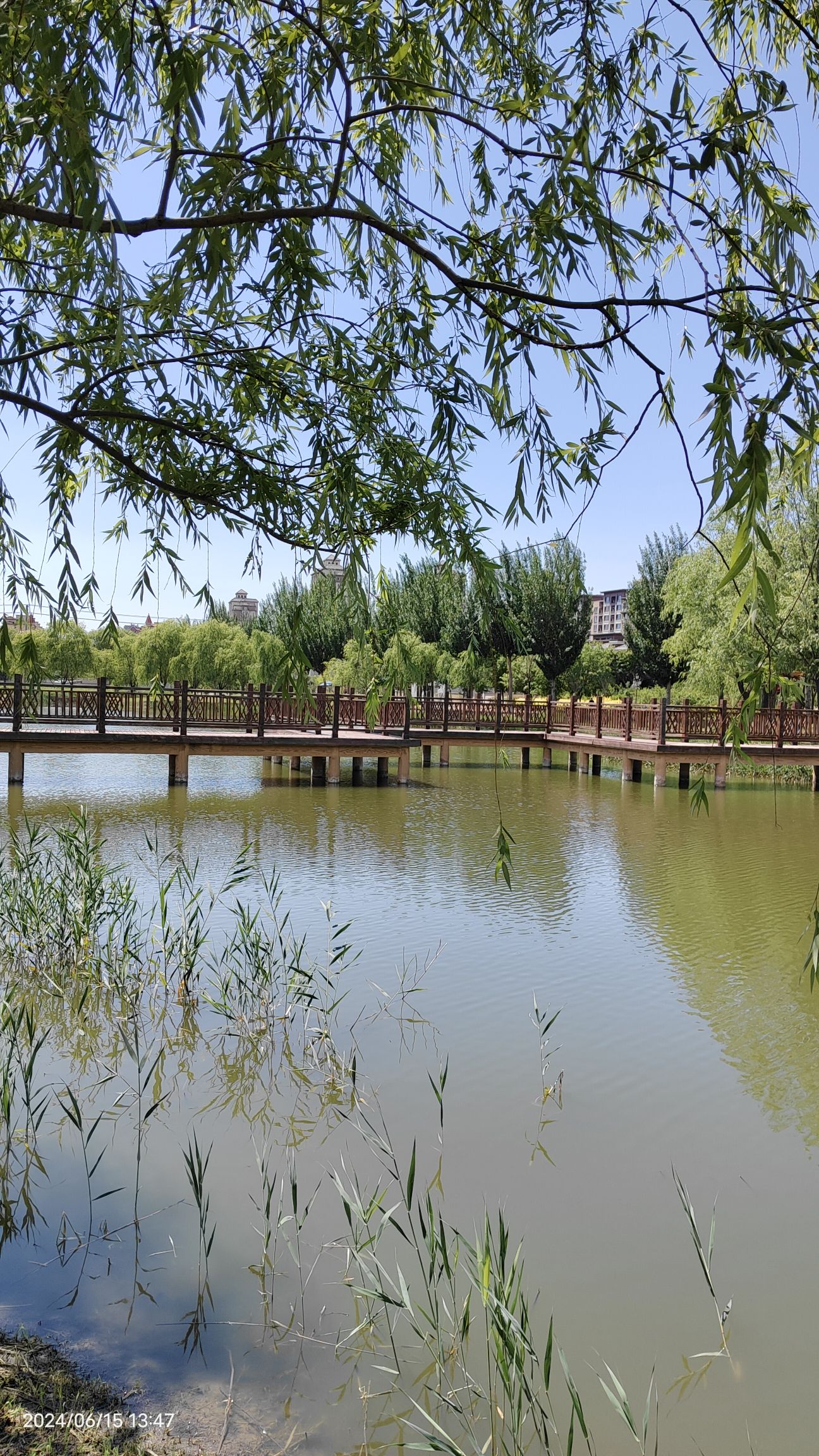 生态滨湖公园旅行图片 3