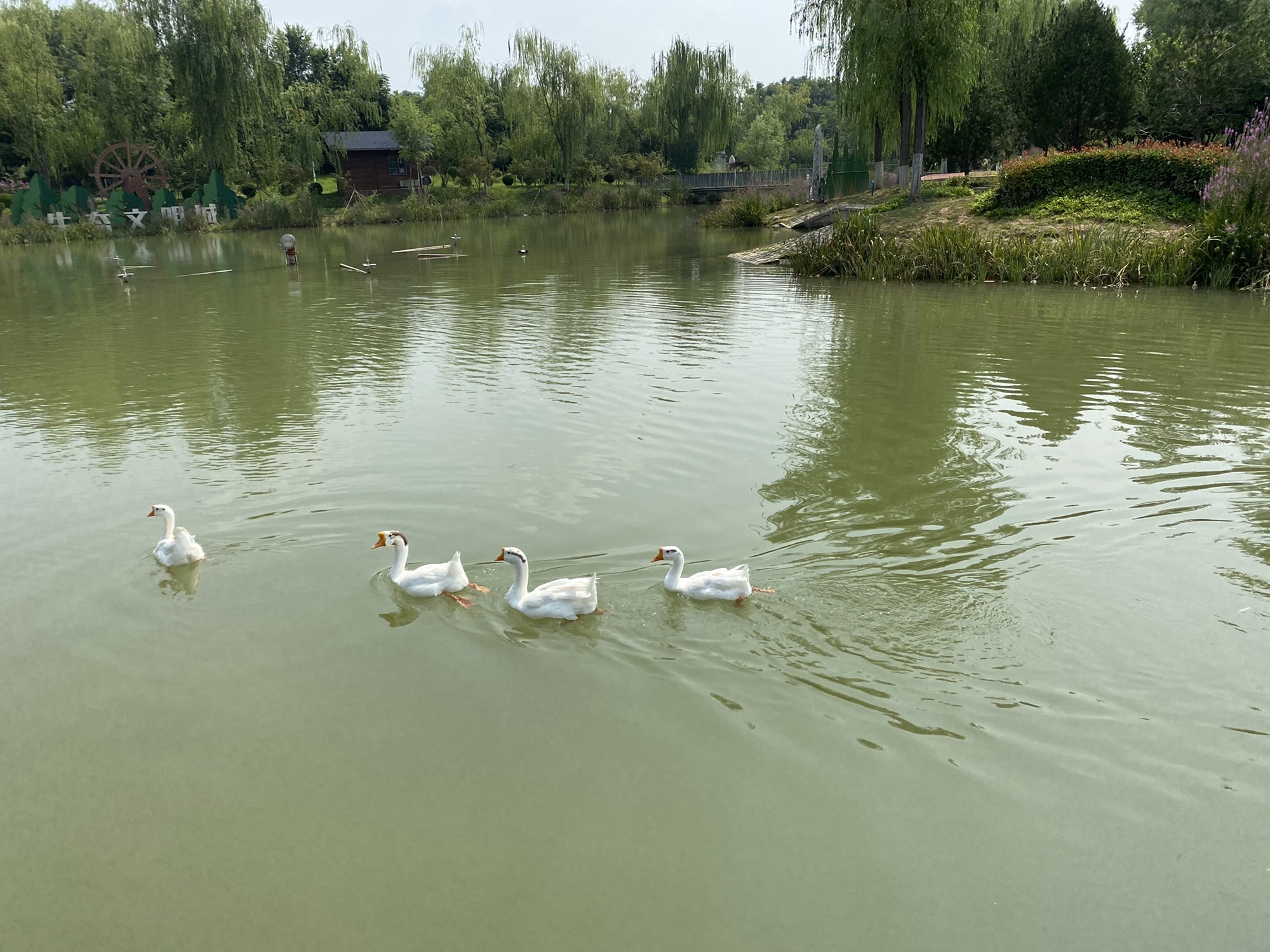 桃园公园旅行图片 2