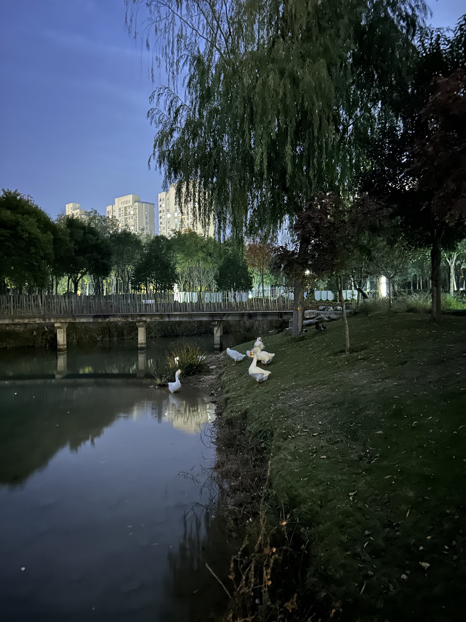桃园公园旅行图片 3