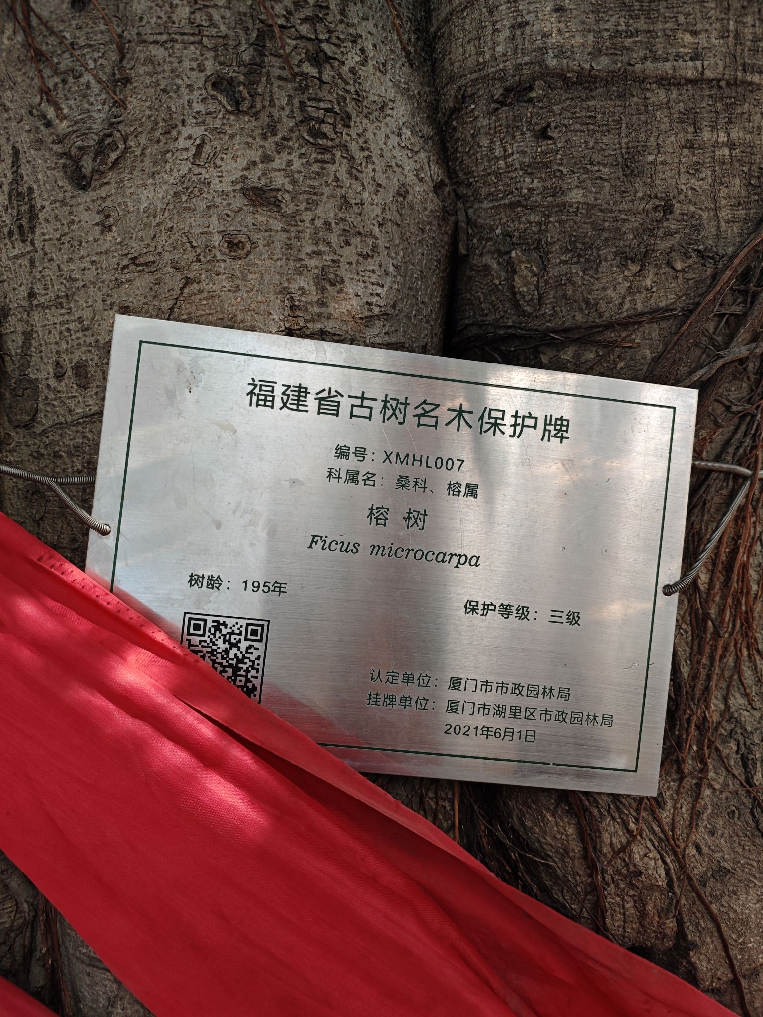马垅榕树公园旅行图片 3