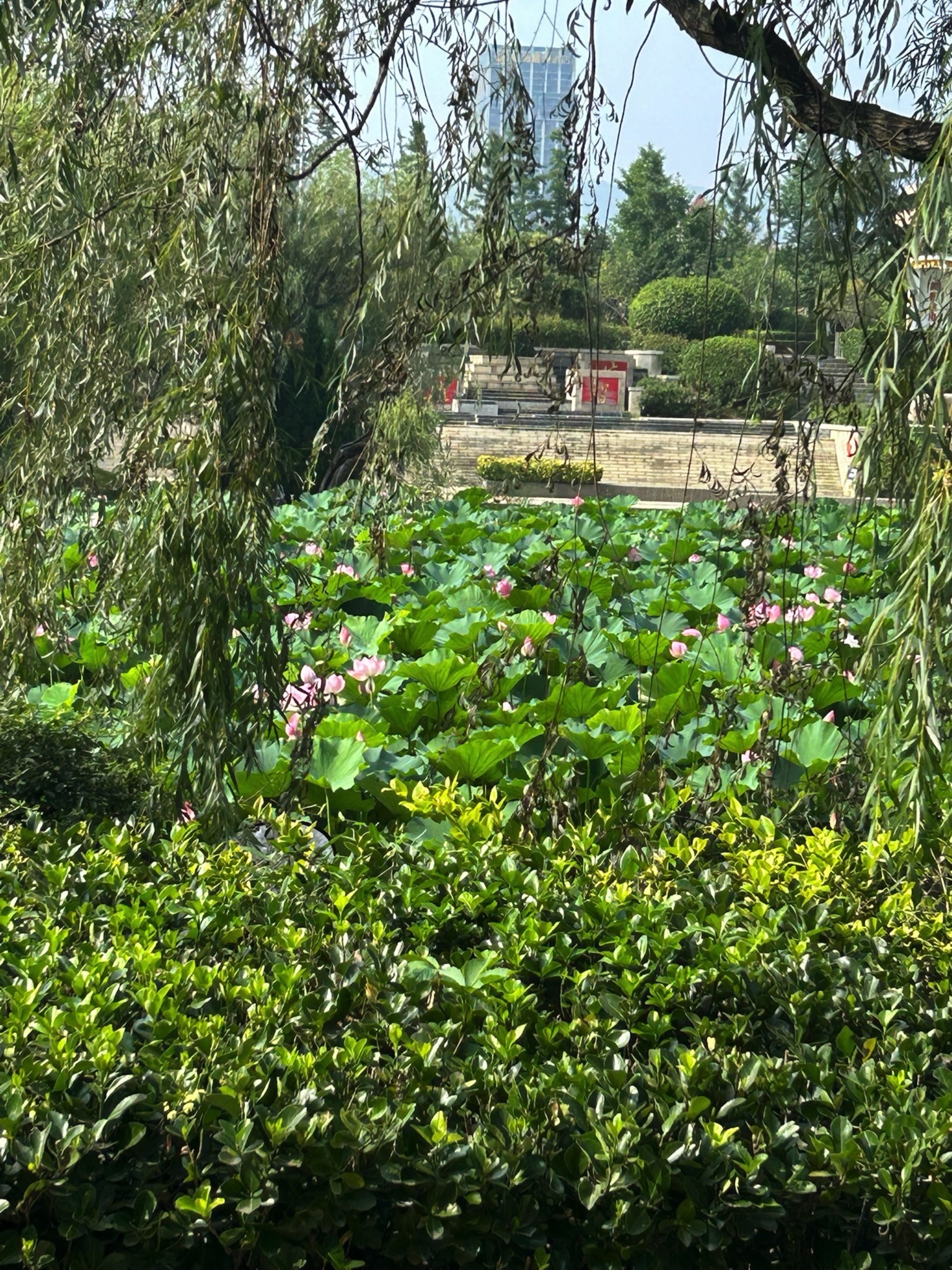 李村河生态全景示范园旅行图片