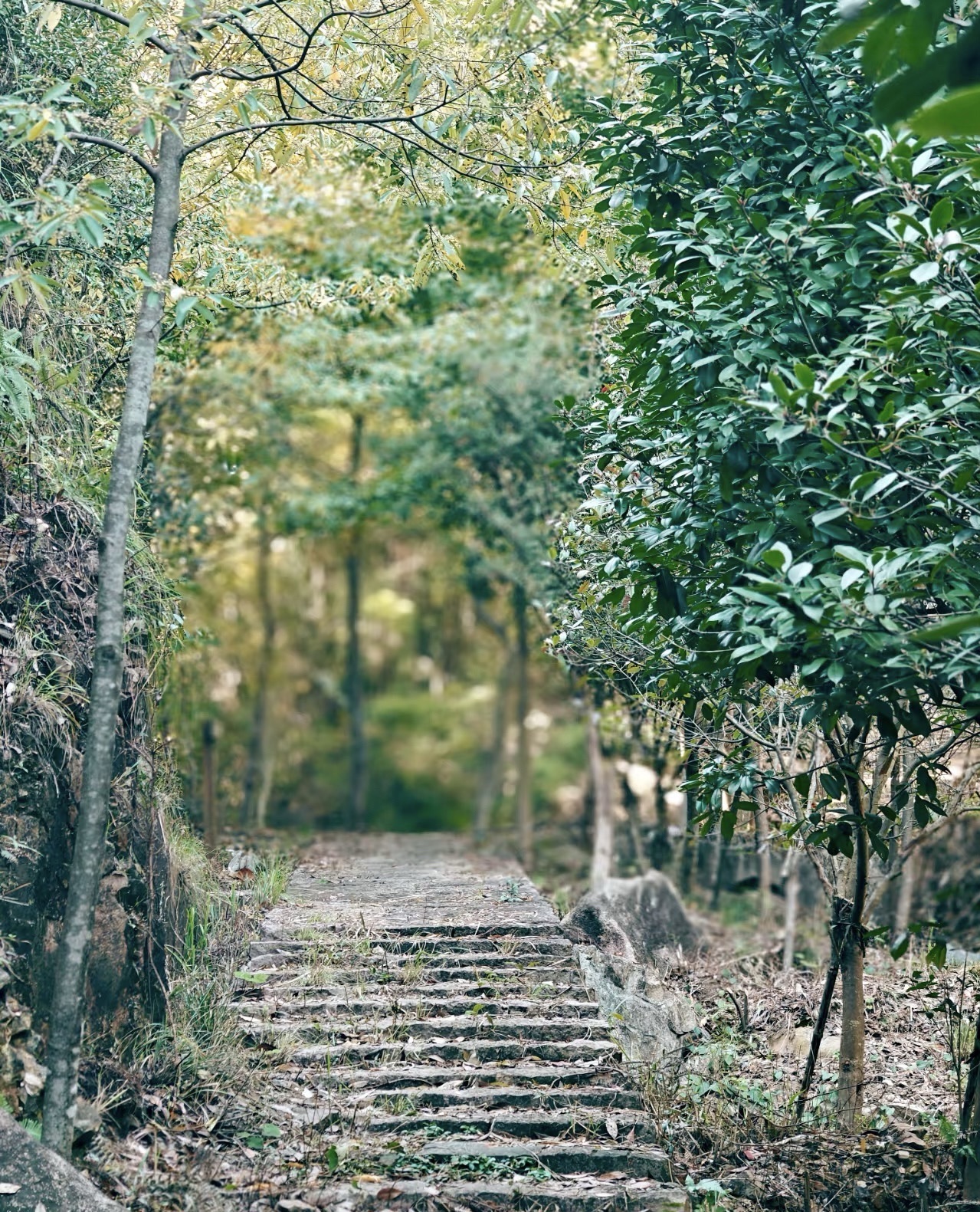 温州市瓯海区瞿溪街道石岩屋古道旅行图片 2