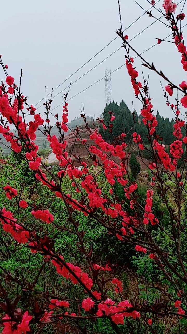 擦耳川北第一桃镇旅行图片 1