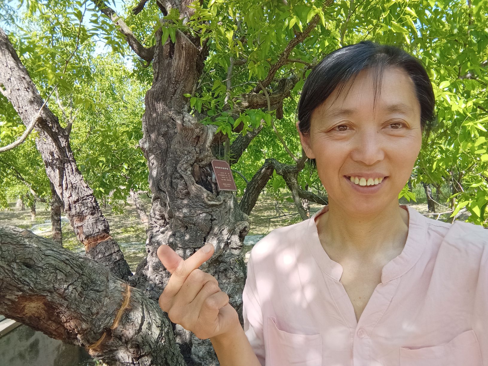 母子树旅行图片 3