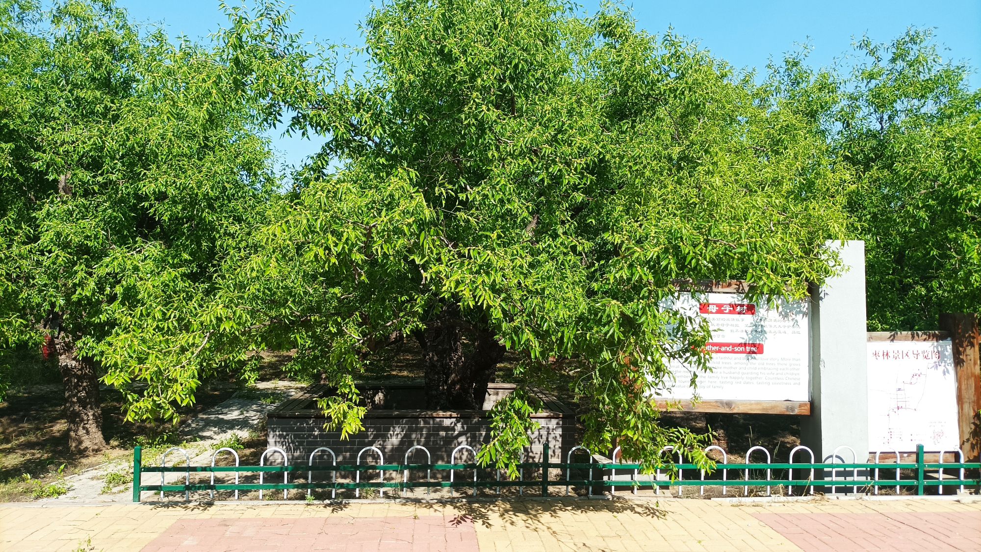 母子树旅行图片 2