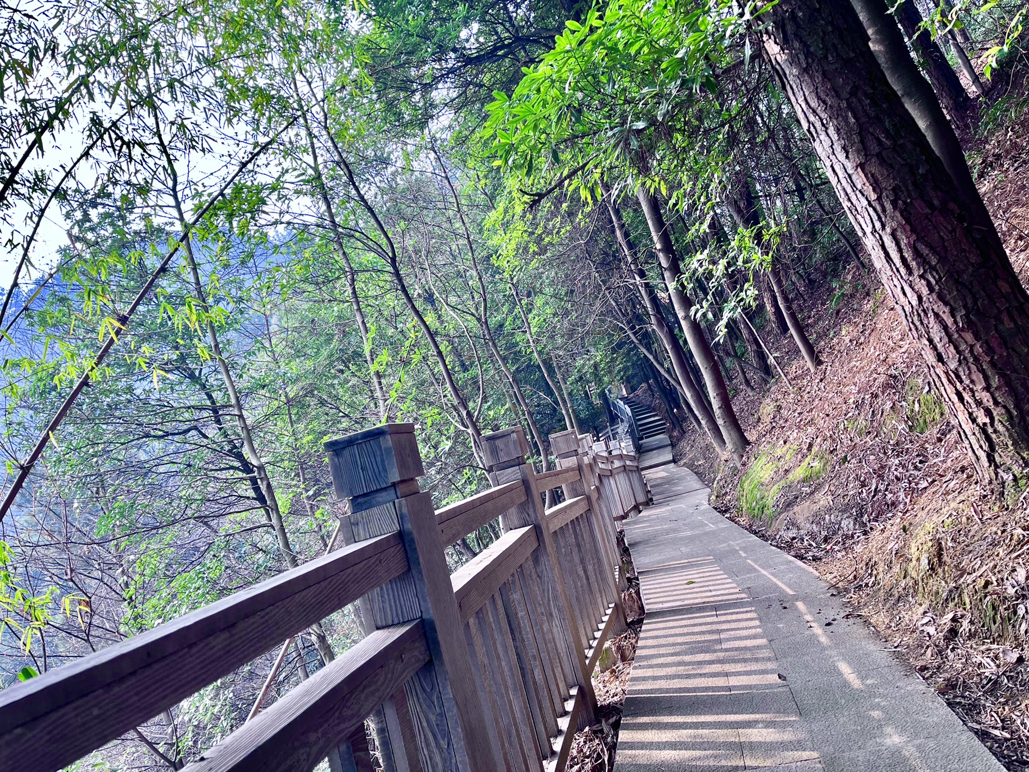 凉风桠森林公园旅行图片 3