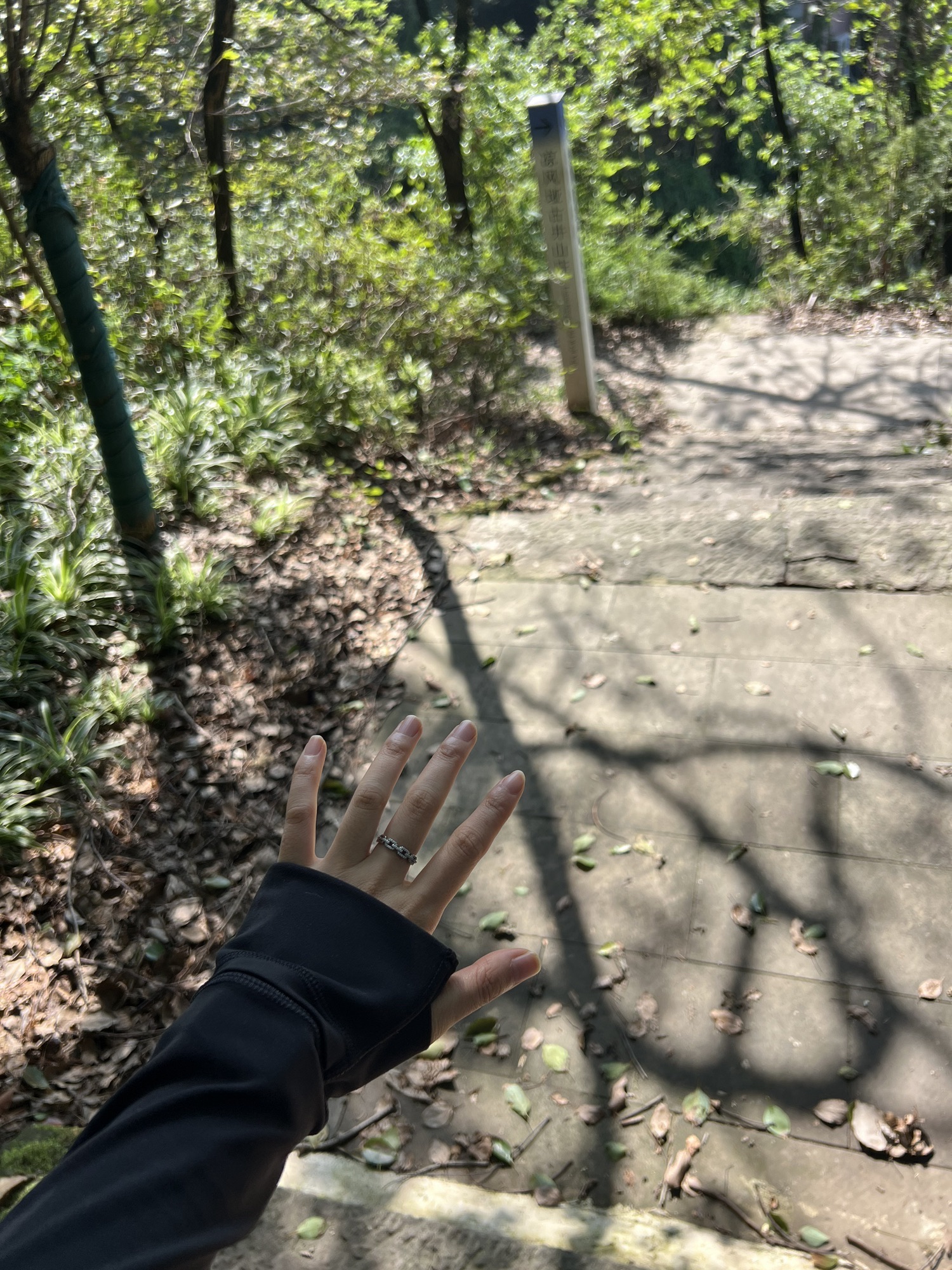 凉风桠森林公园旅行图片 2
