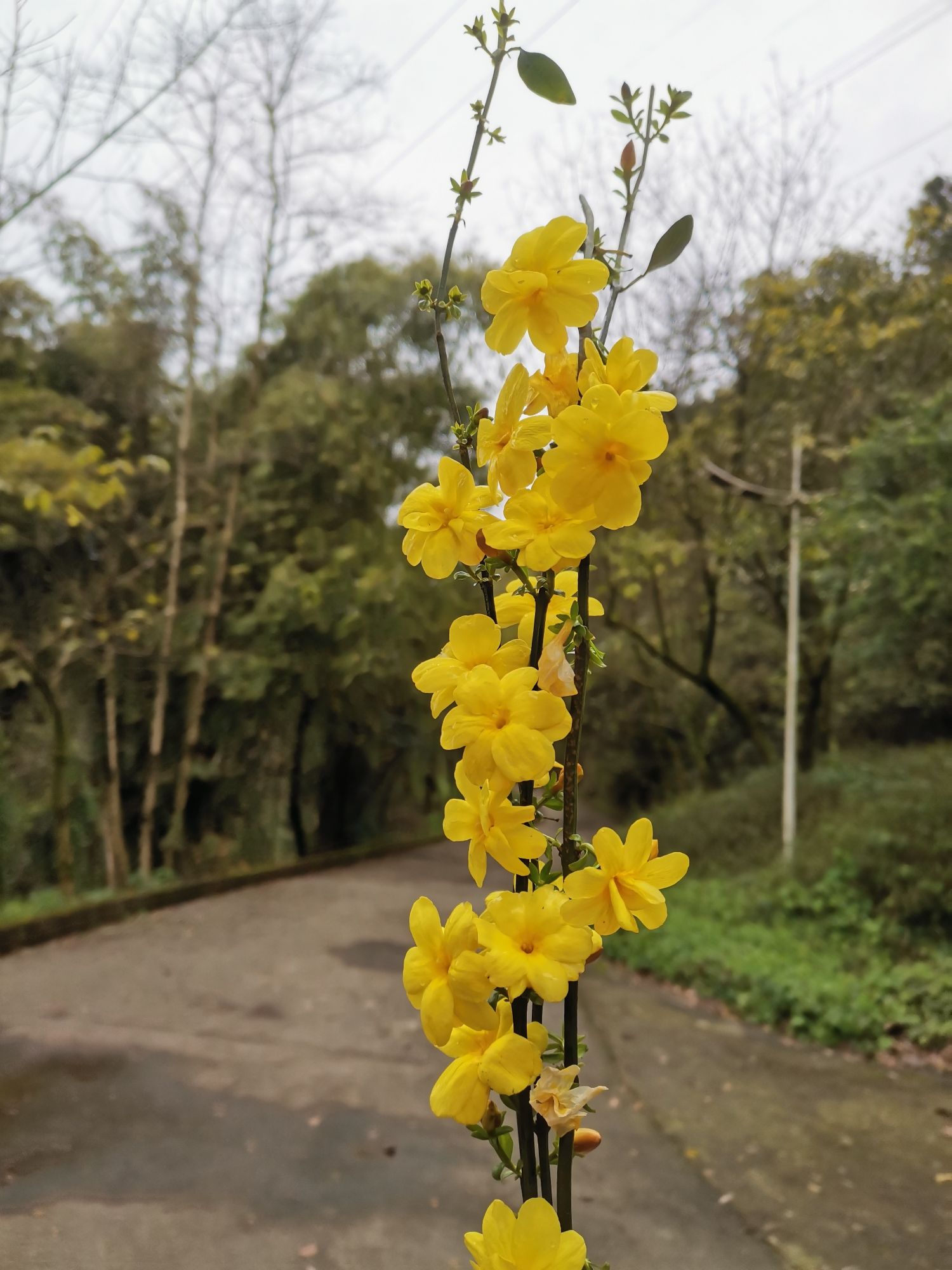 凉风桠森林公园旅行图片 1