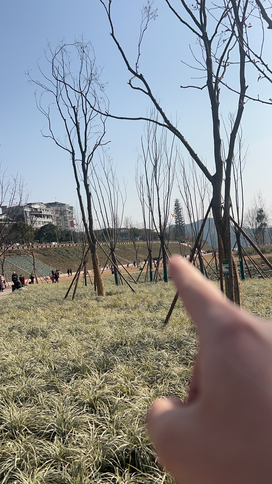 鱼翅广场旅行图片 3