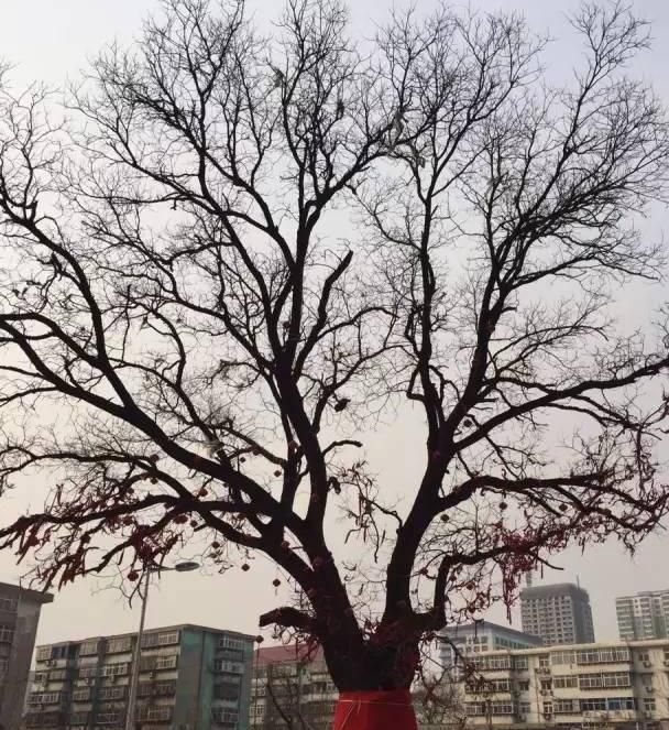 彭城老槐树旅行图片 2