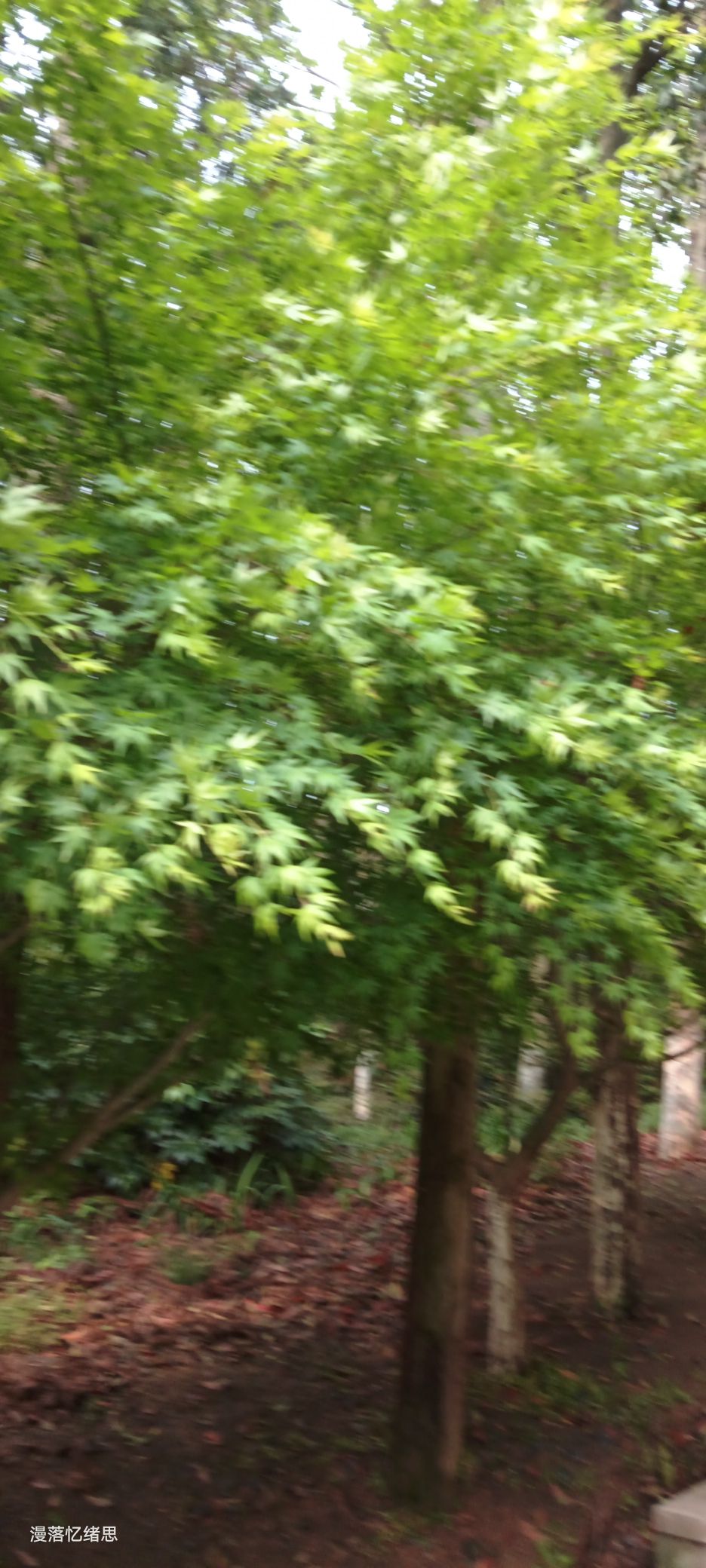 登云岭旅行图片 2