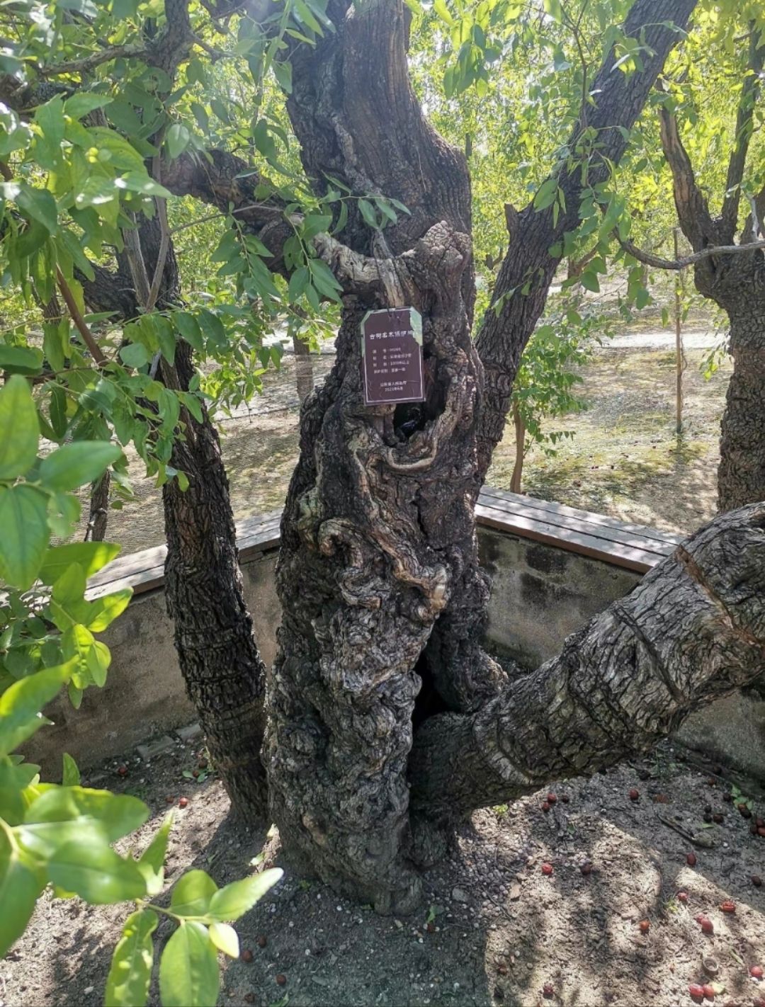 千年枣林游览区旅行图片 2