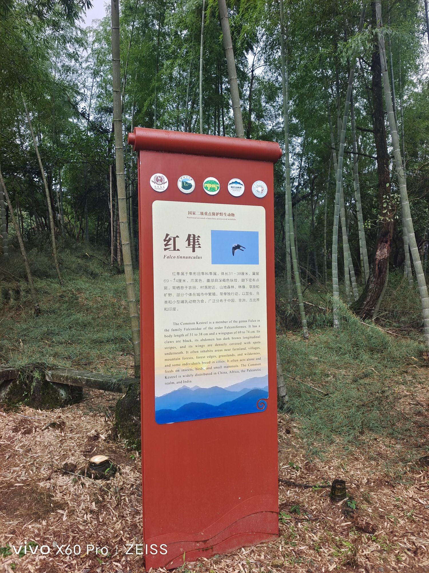 中国虎园-观景台