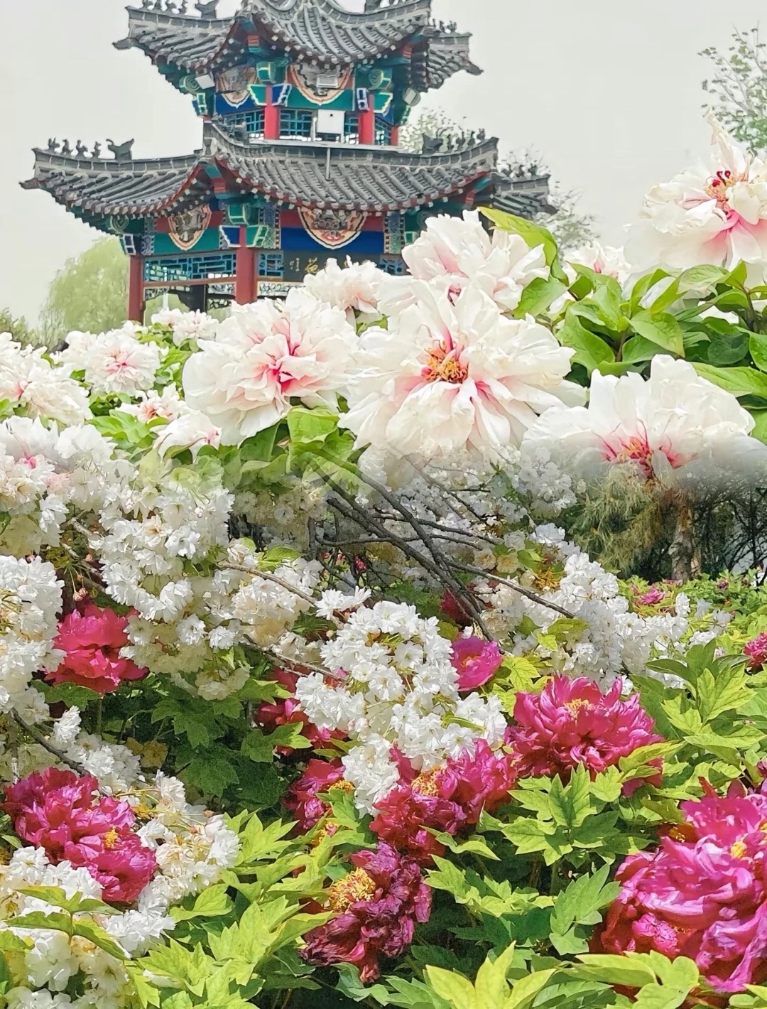 中国牡丹园旅行图片 2