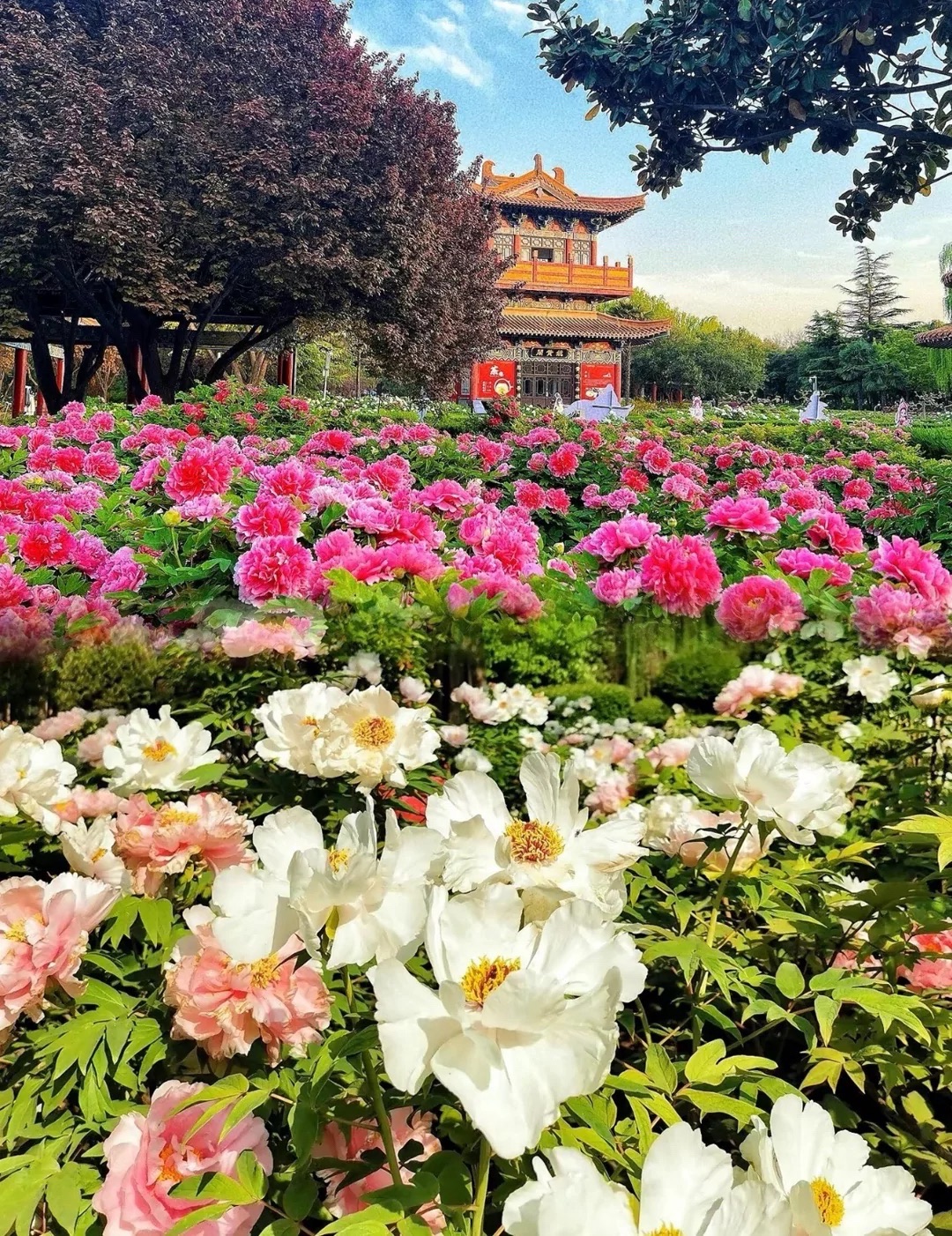 中国牡丹园旅行图片 3