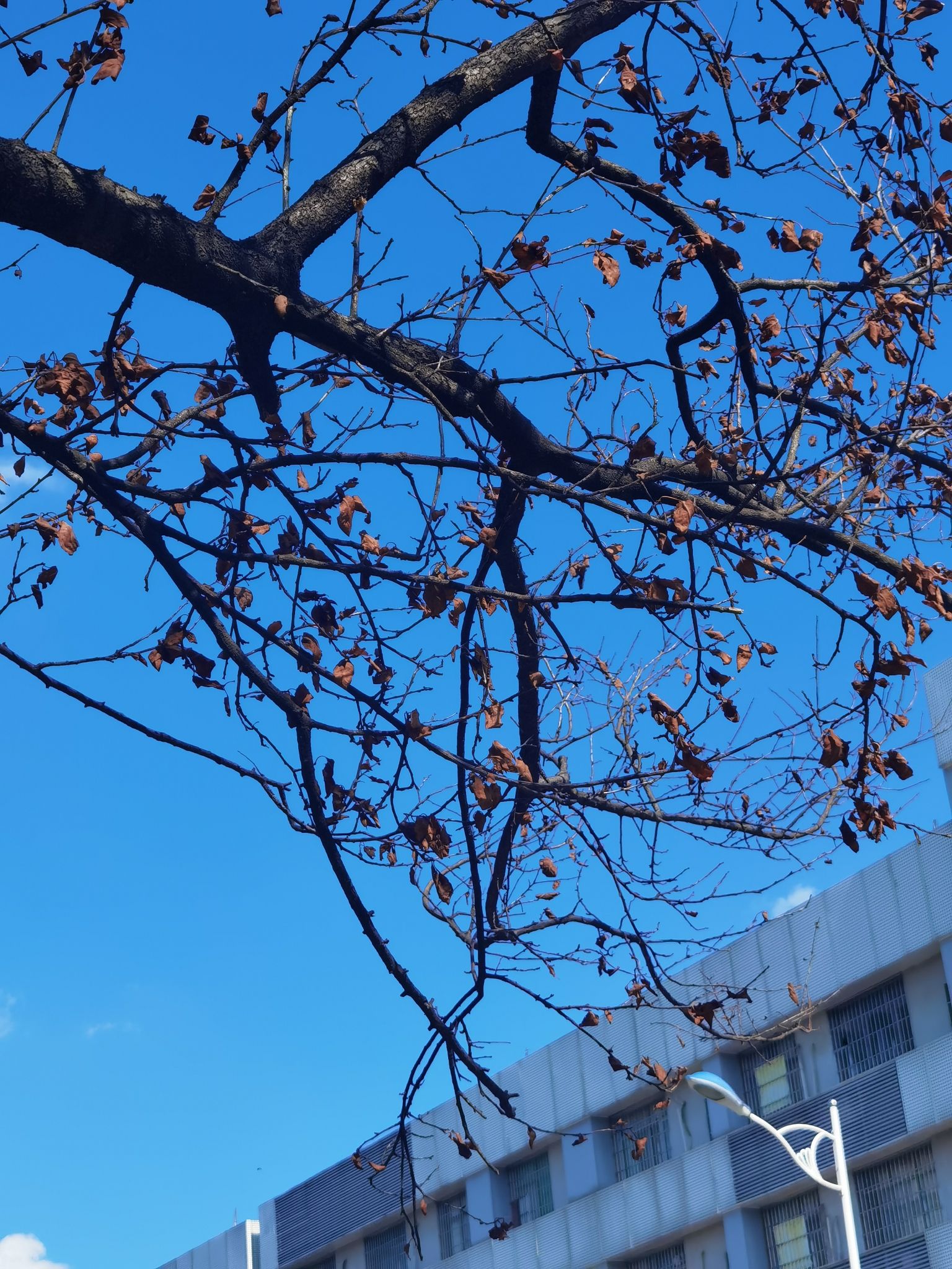 滴水湖公园旅行图片 1