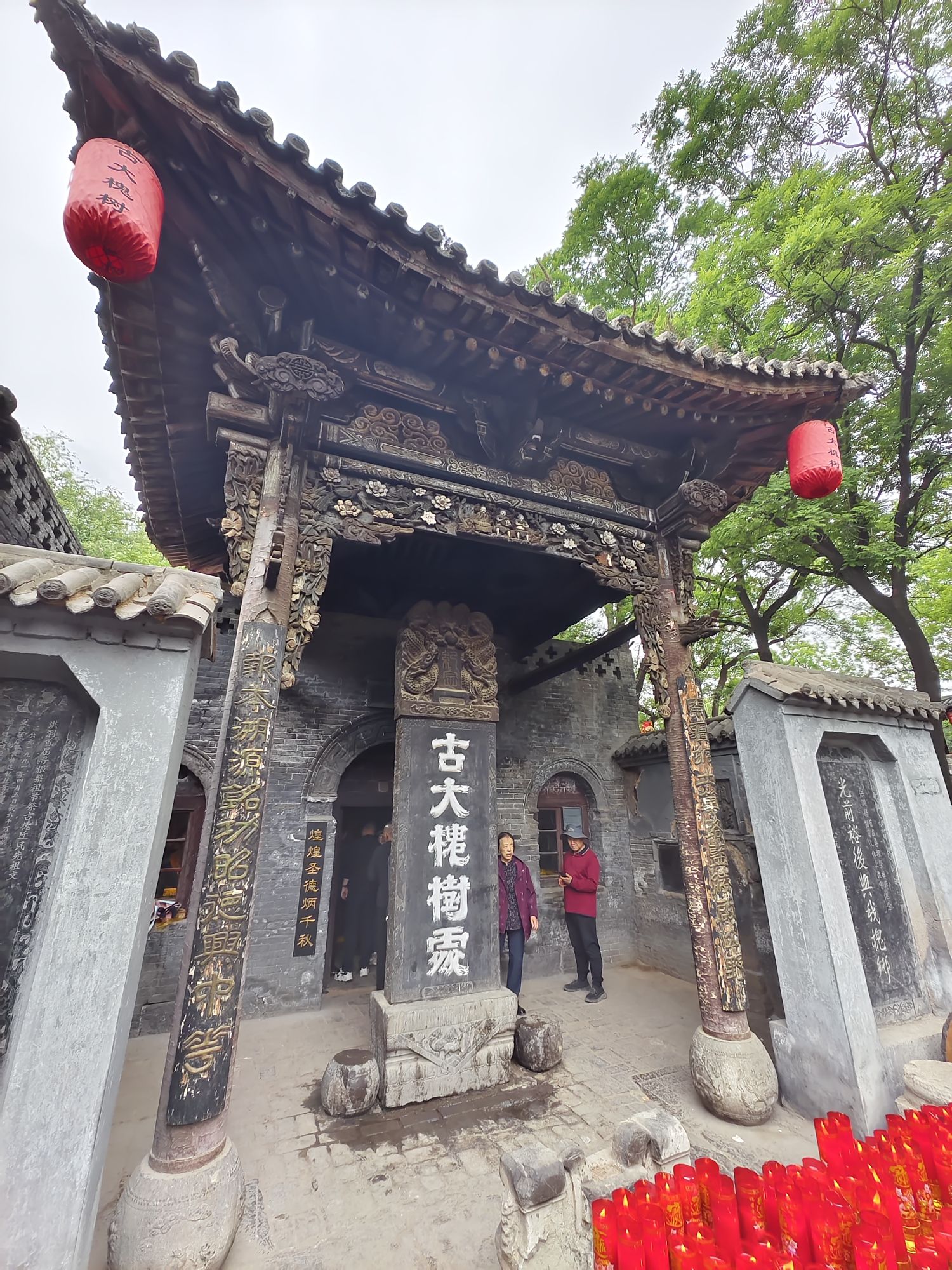 二代古槐