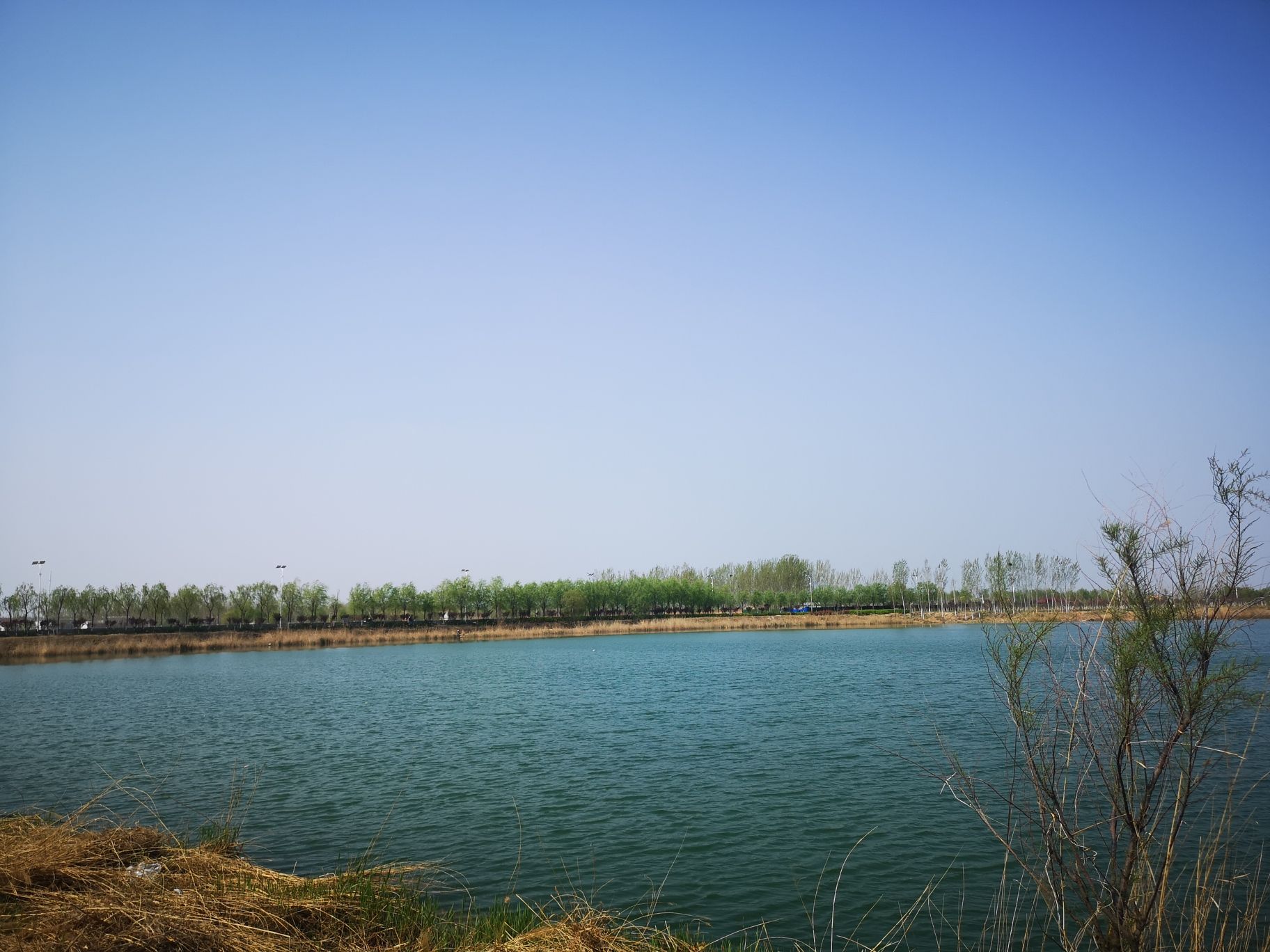 龙湖湿地旅行图片 1