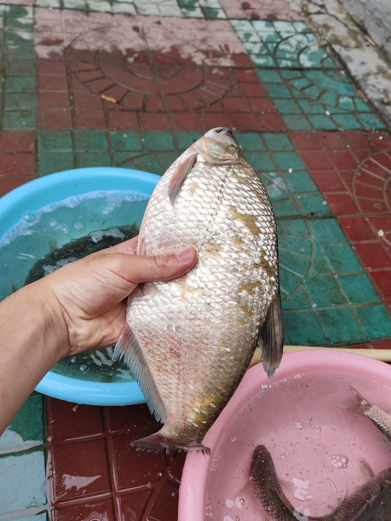 龙湖湿地旅行图片 1