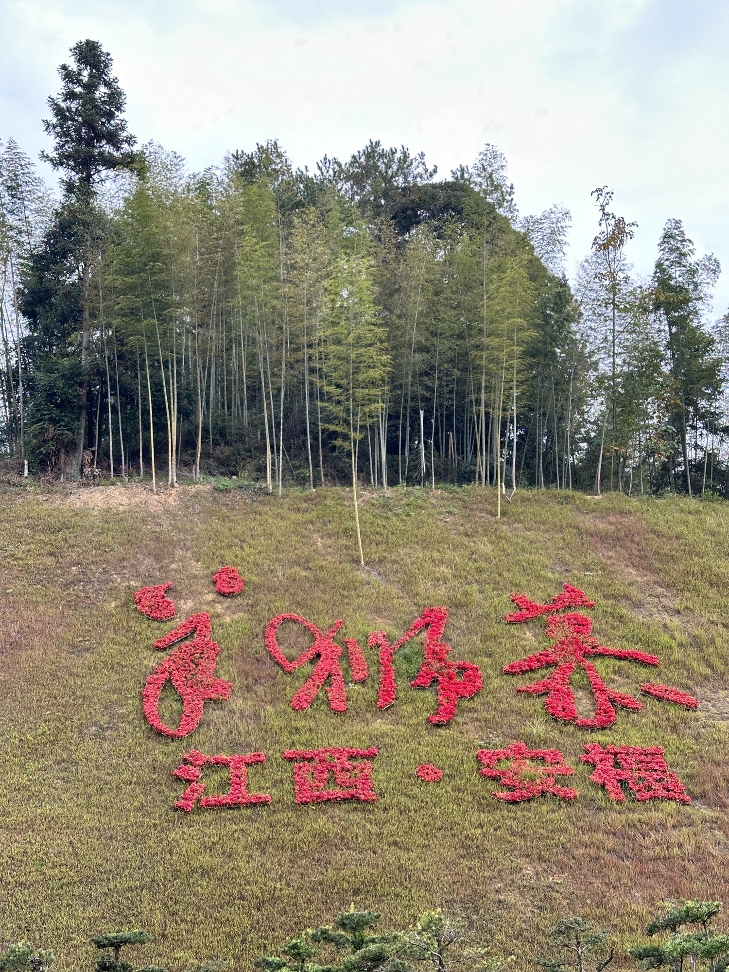 羊狮慕风景区旅行图片 1