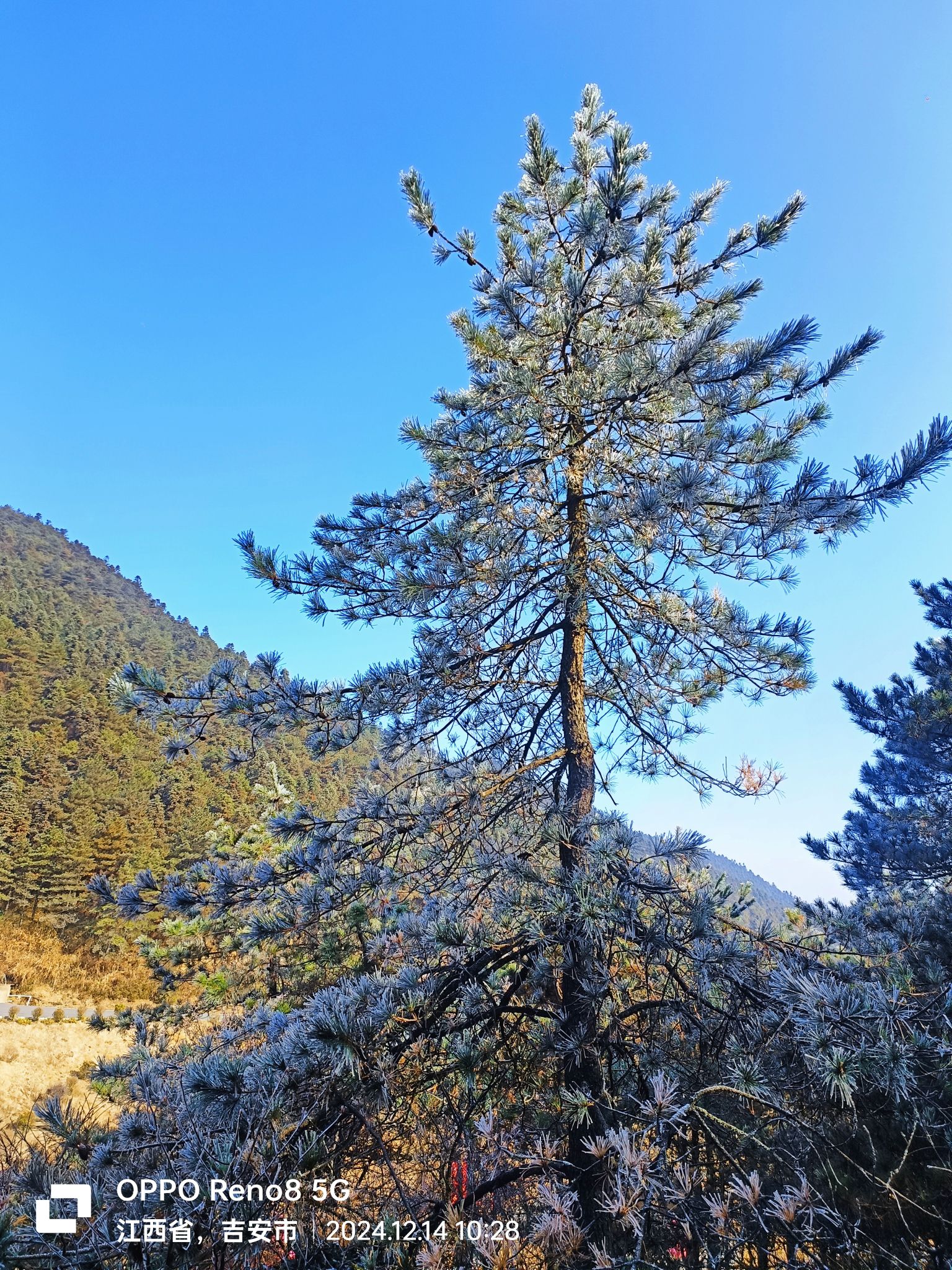 羊狮慕风景区旅行图片 1