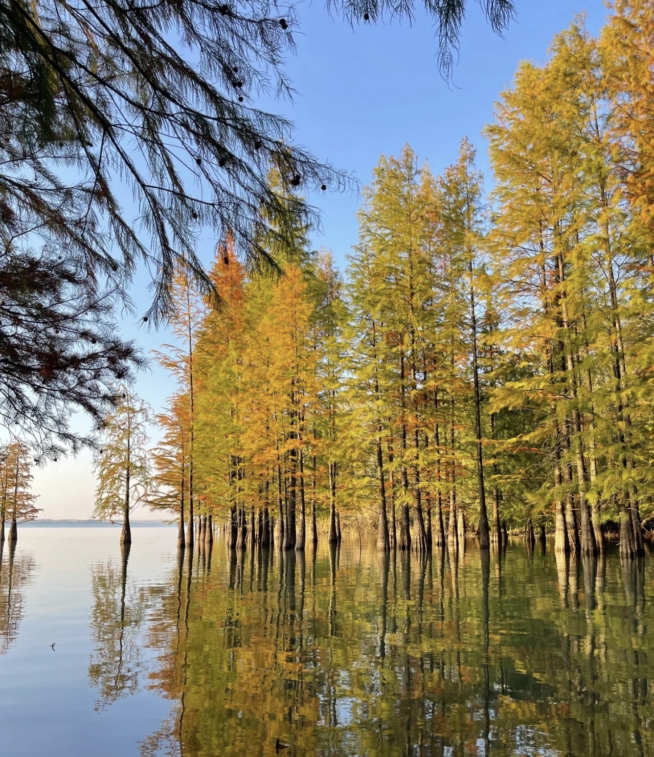 滕州市龙泉植物园旅行图片 1