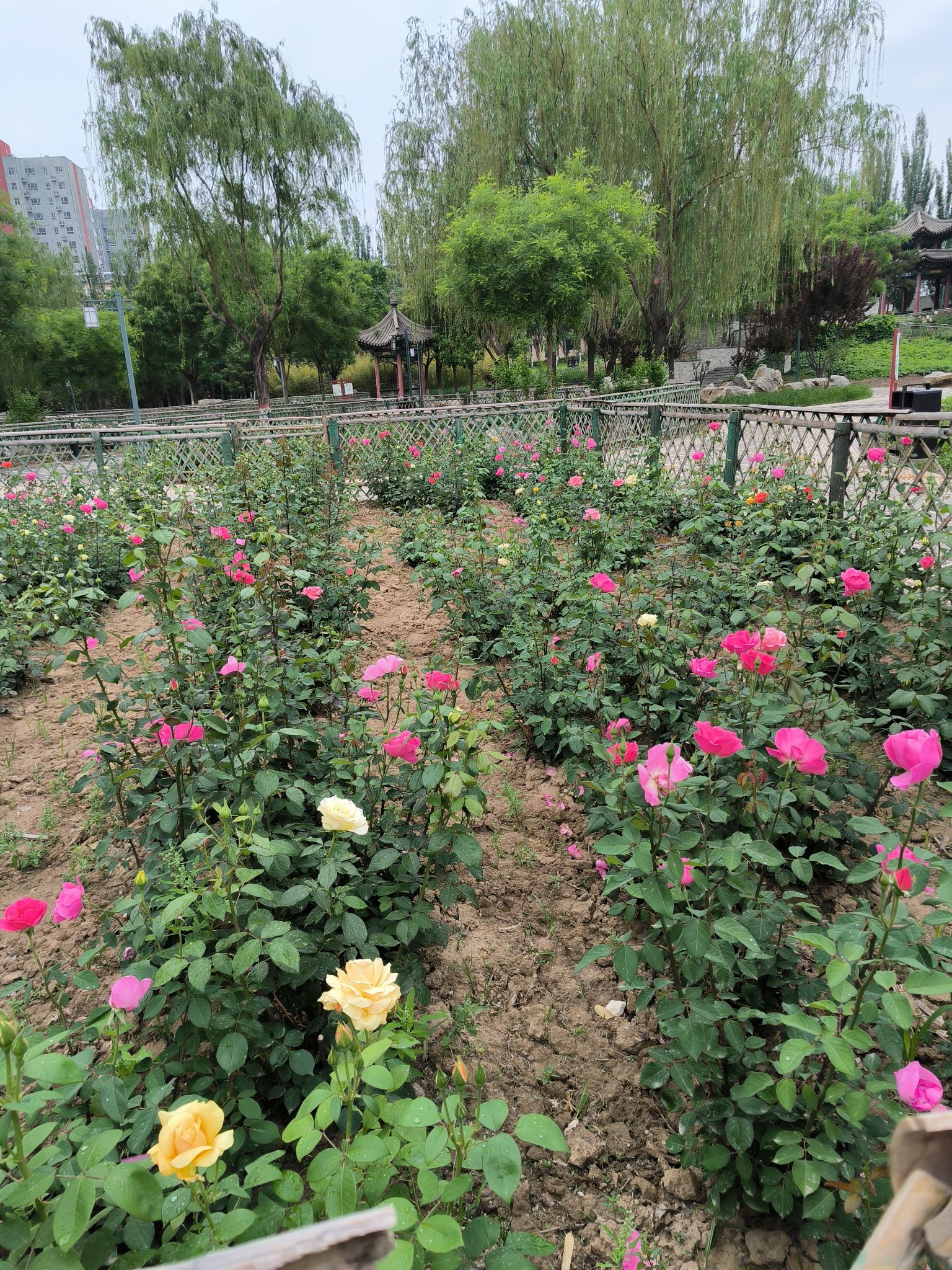 香园公园旅行图片 3