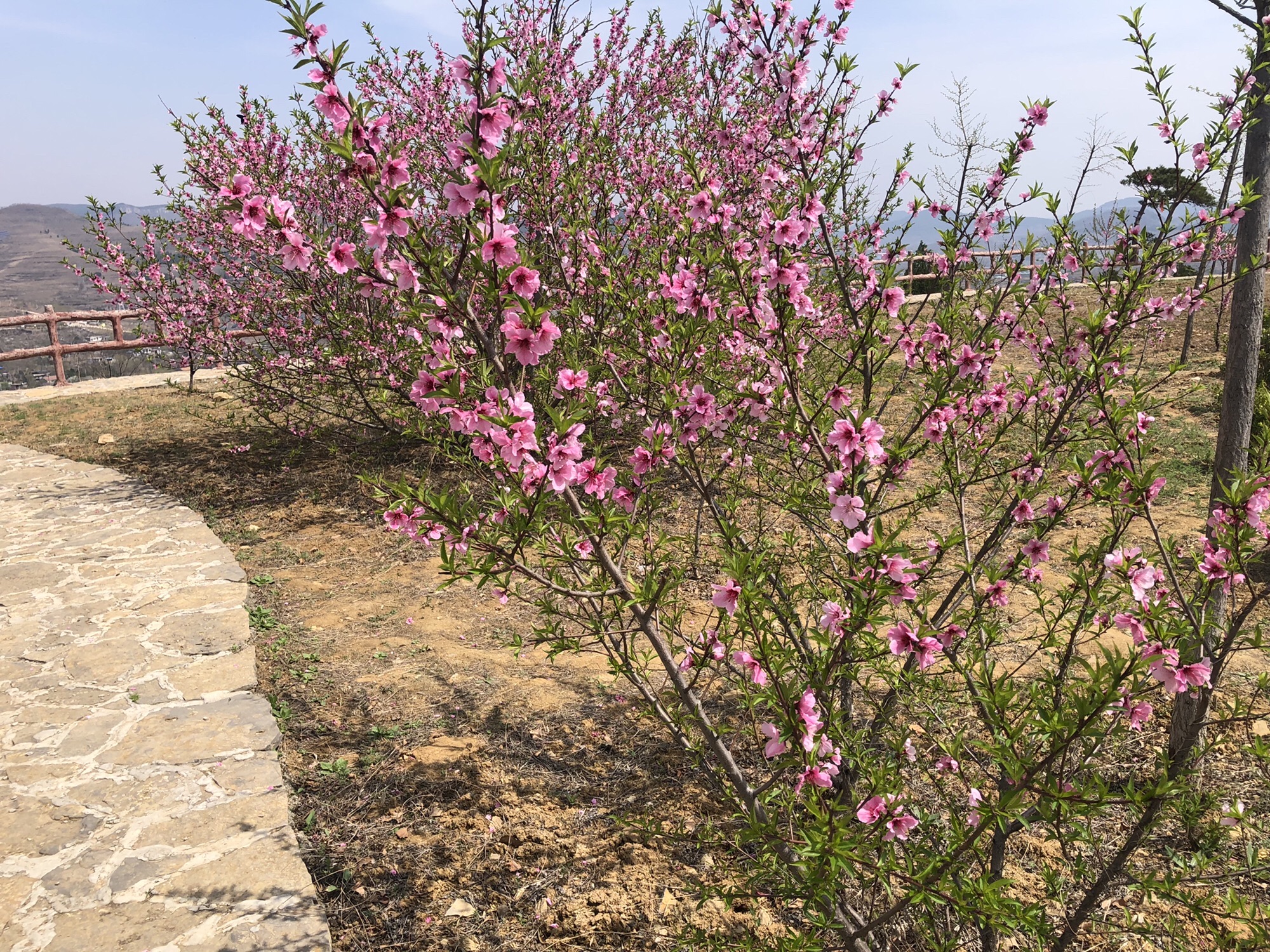 屏山风景区旅行图片 3