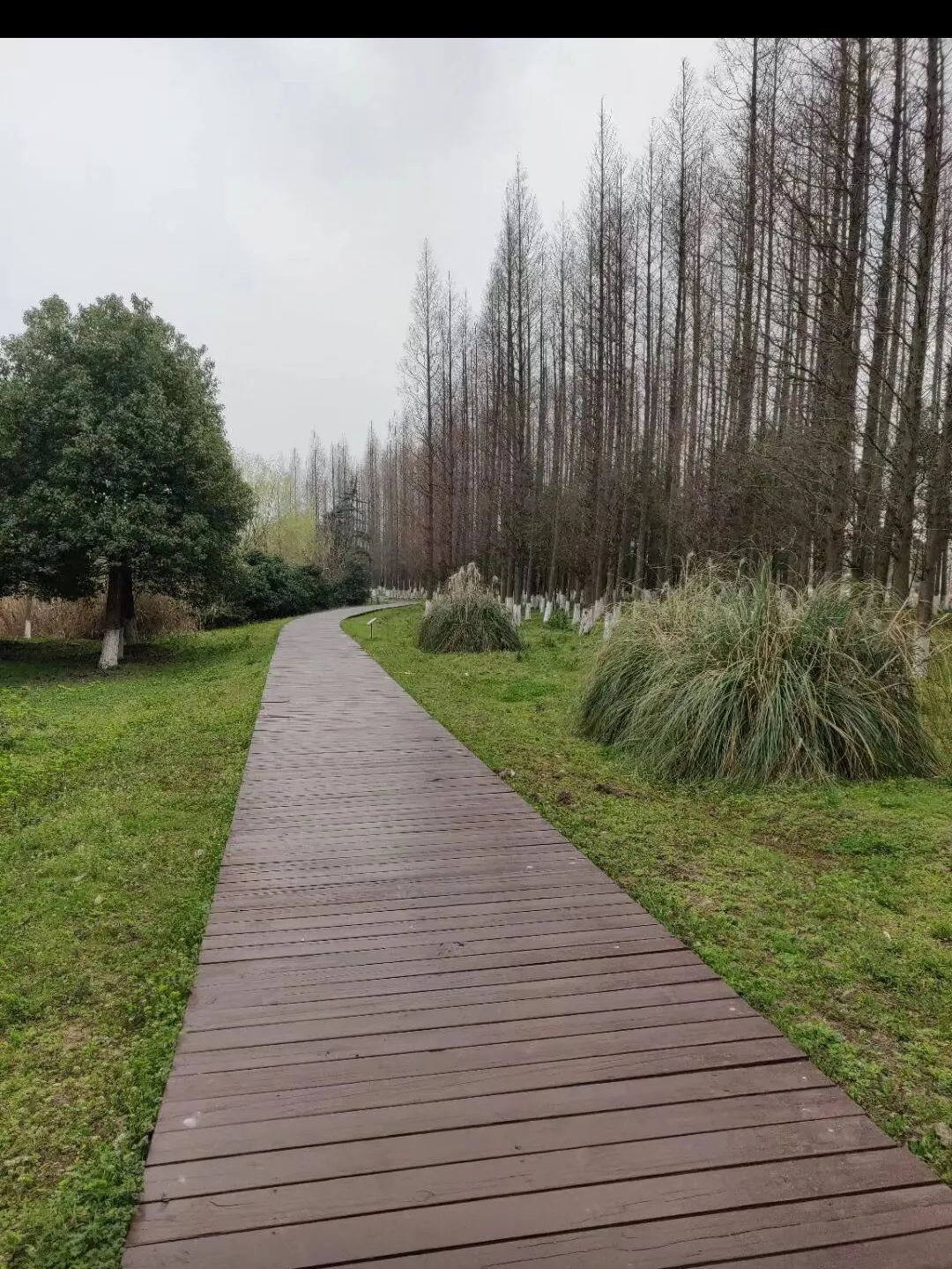 南湖湿地公园旅行图片 3