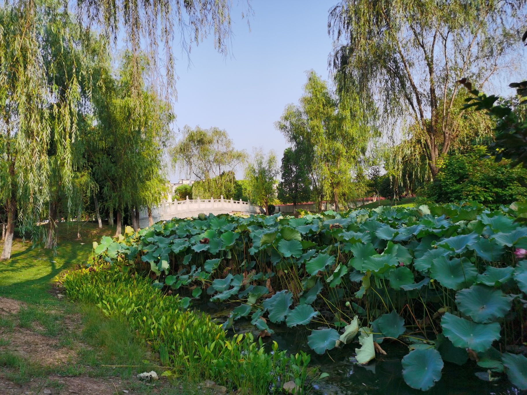南湖湿地公园旅行图片 1