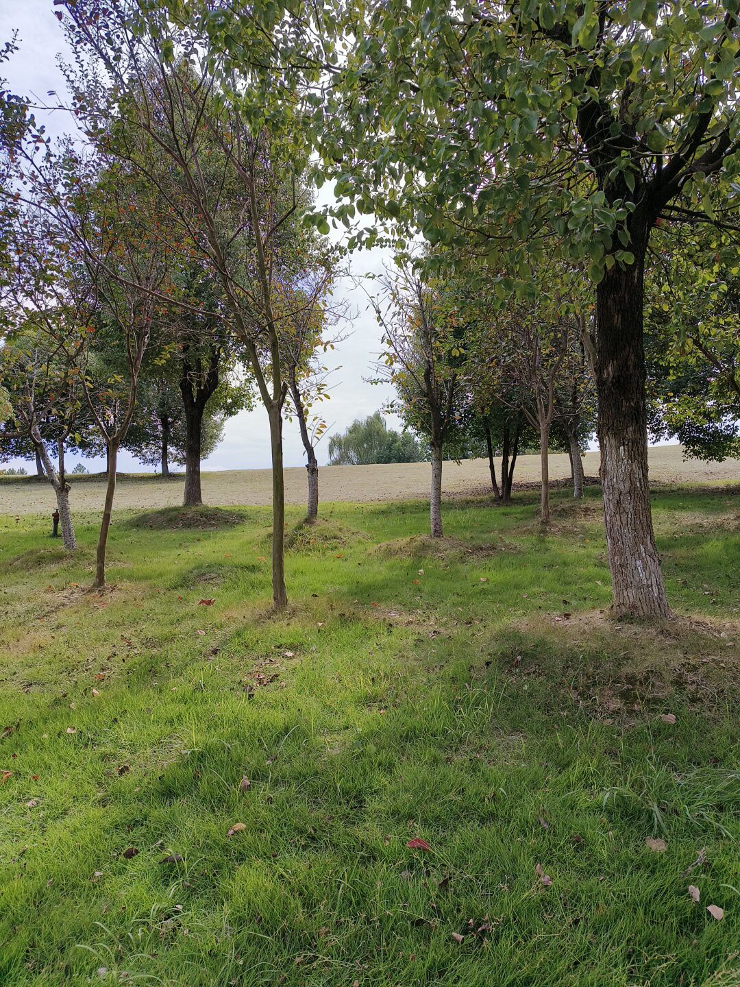 南湖湿地公园旅行图片 1