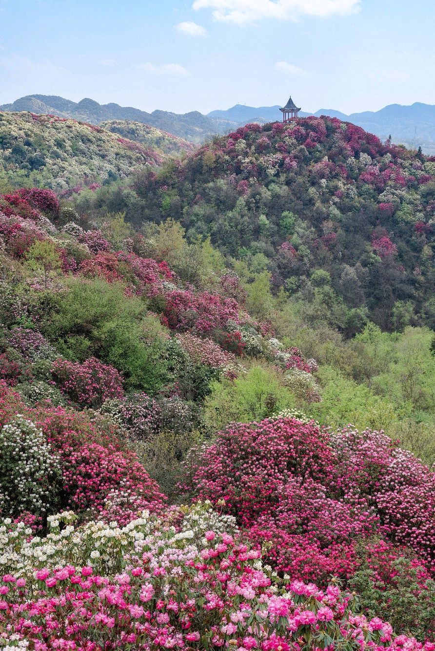 百里杜鹃金坡景区