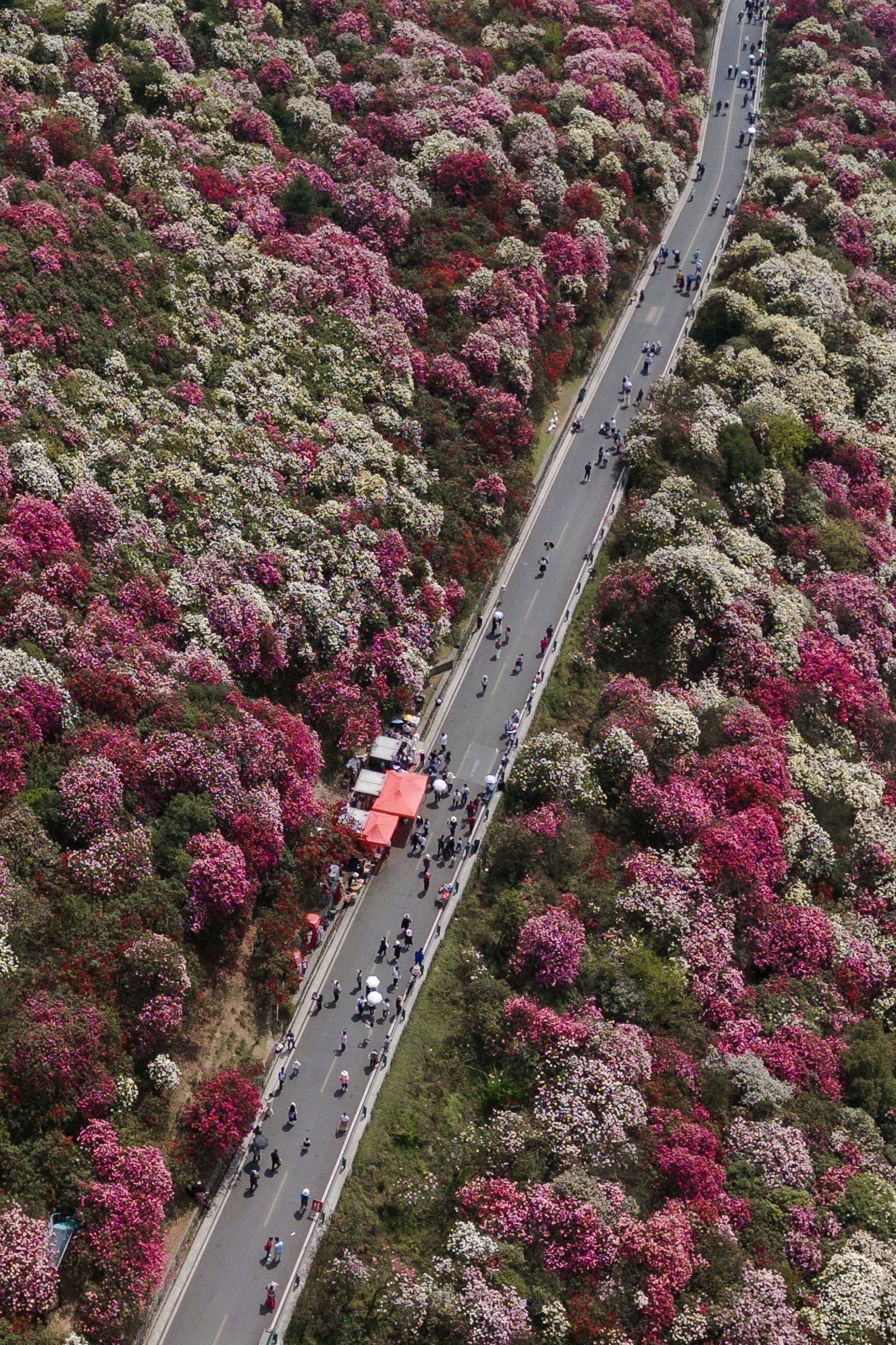 百里杜鹃金坡景区