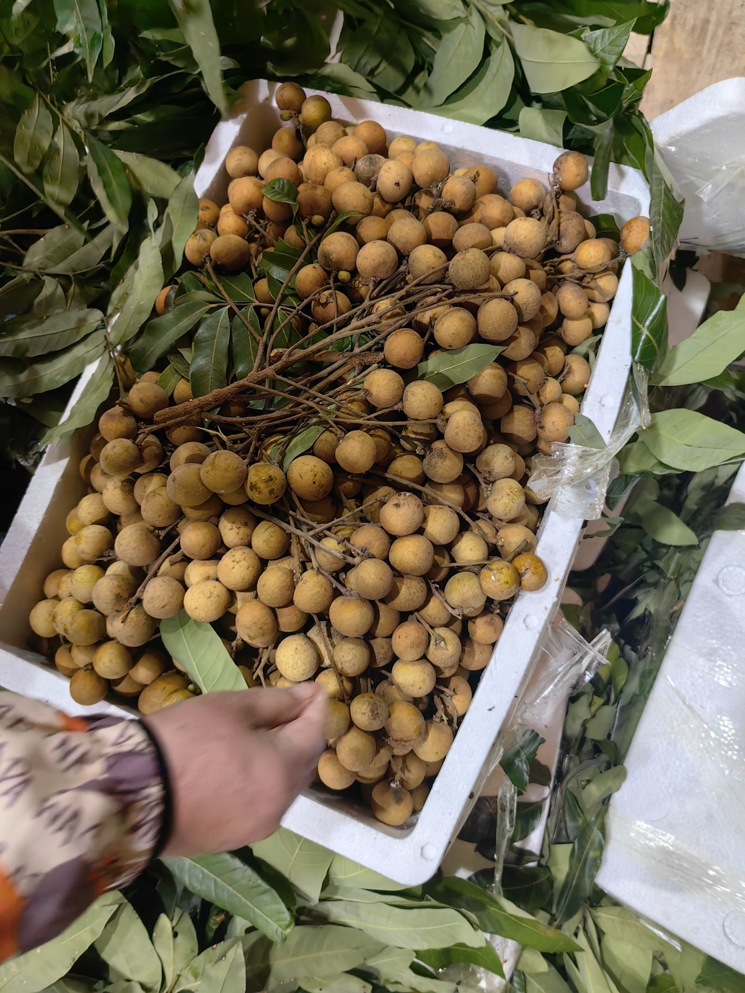 金郊水果批发