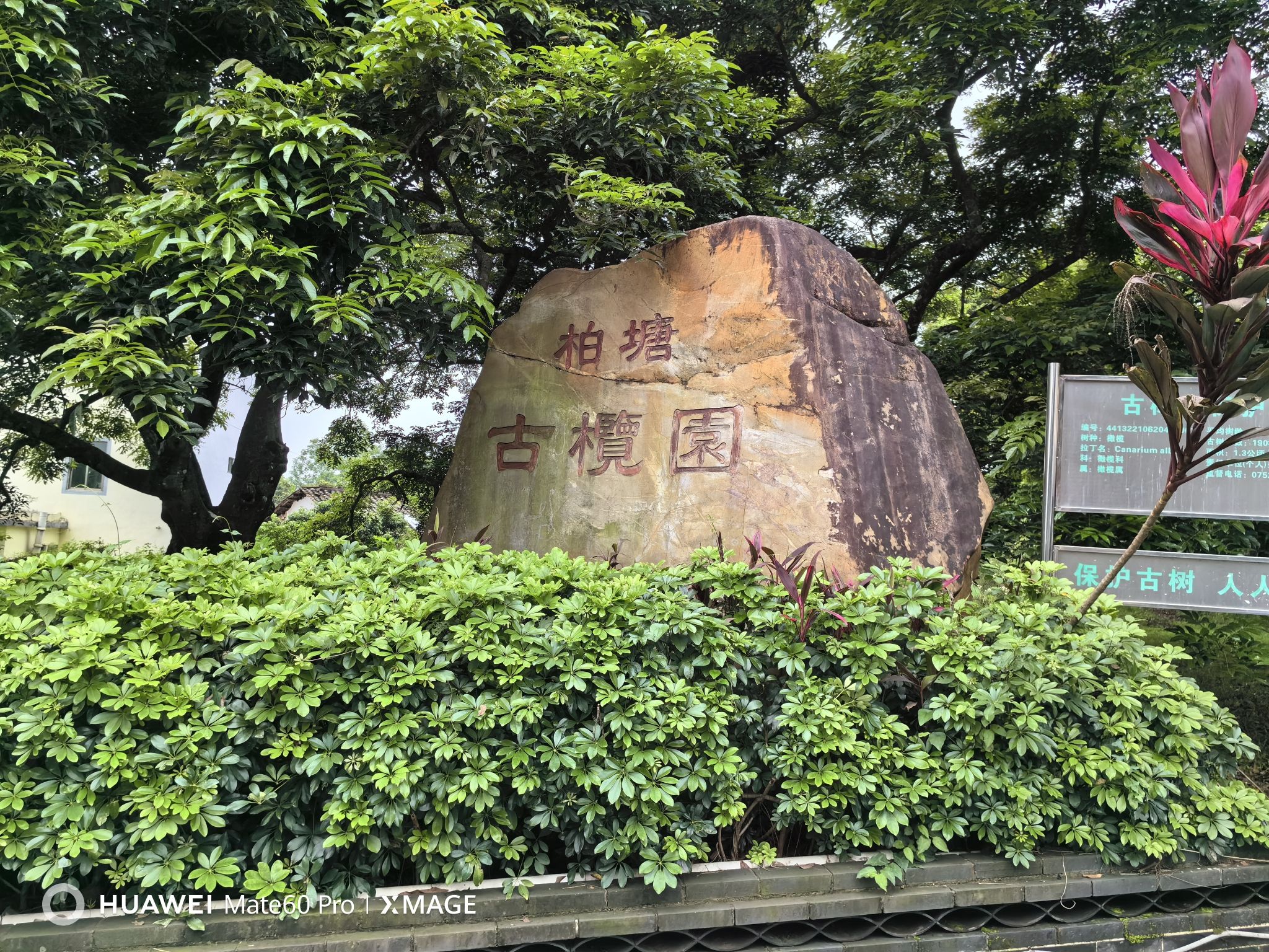 柏塘古榄园旅行图片 2