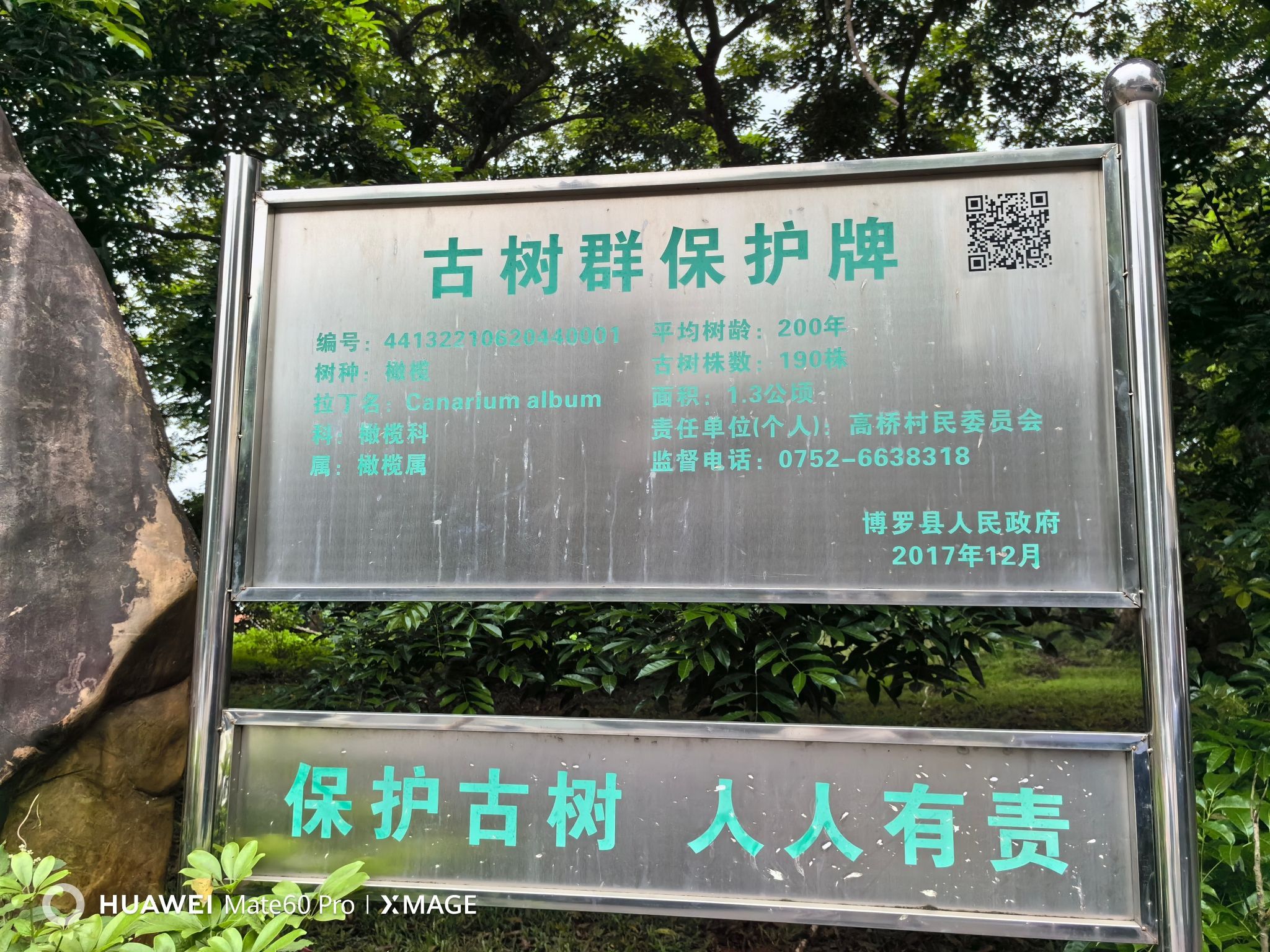 柏塘古榄园旅行图片 1