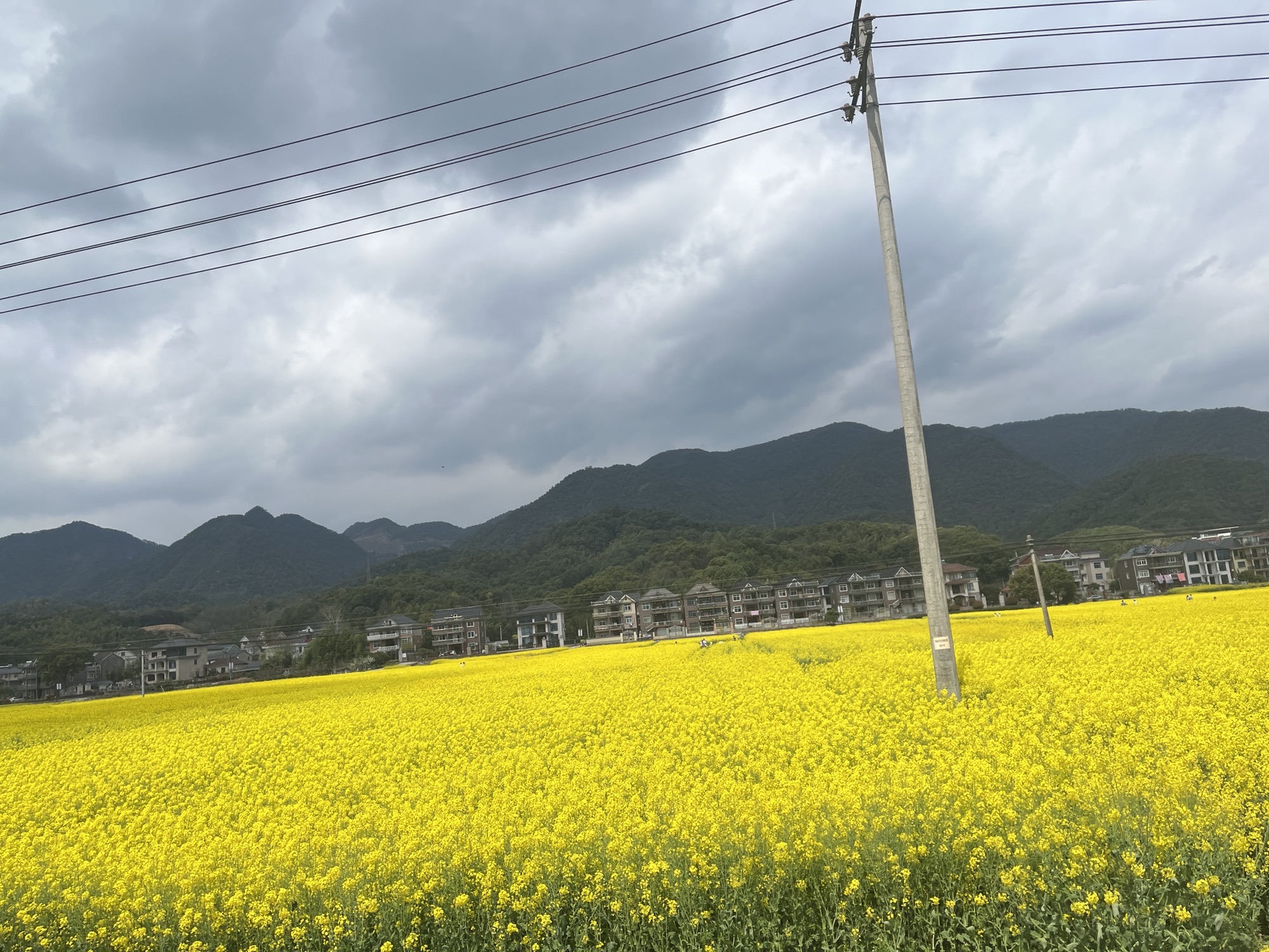 桐洲岛旅行图片 3
