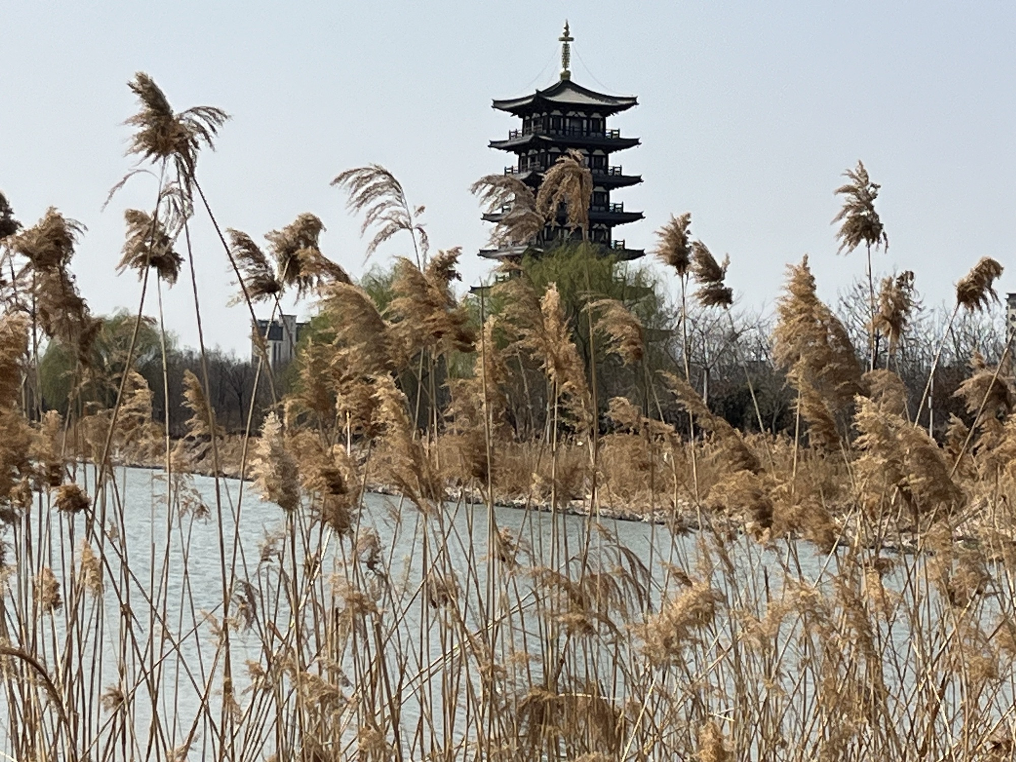 马颊河国家湿地公园