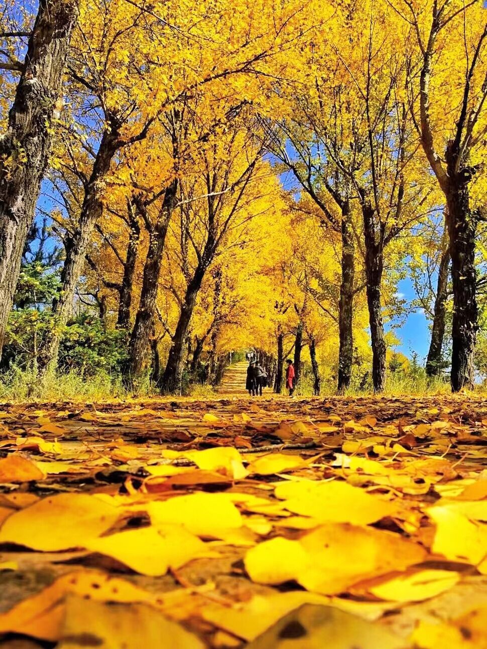 康乐县白桦林景区