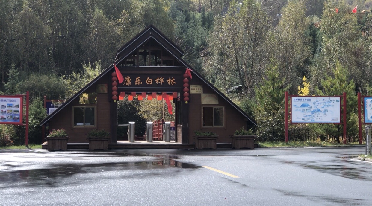 康乐县白桦林景区