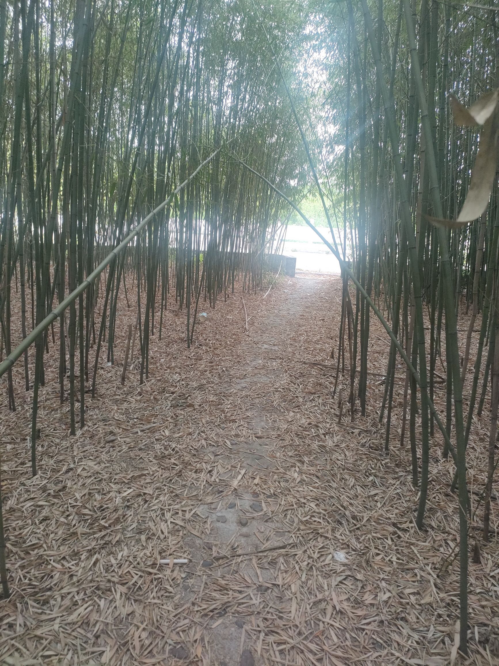 华夏植物群地质公园旅行图片 2