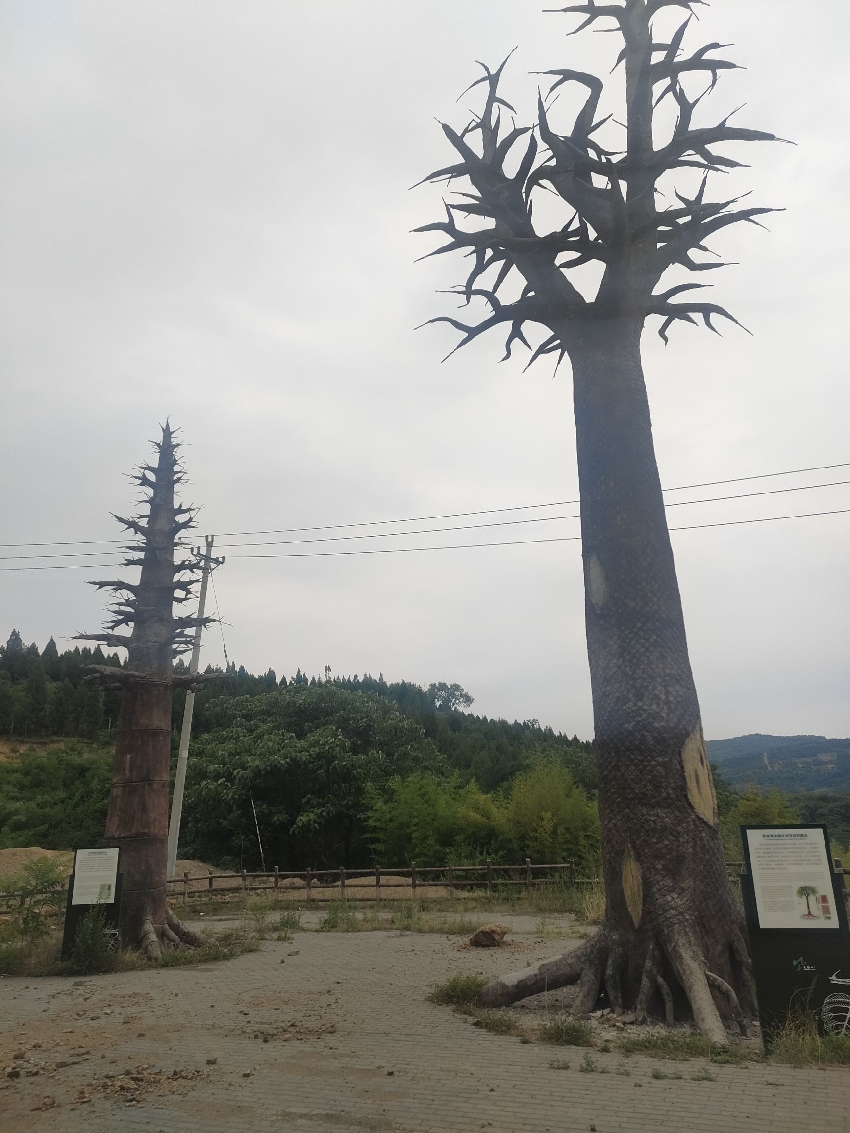 华夏植物群地质公园旅行图片 3